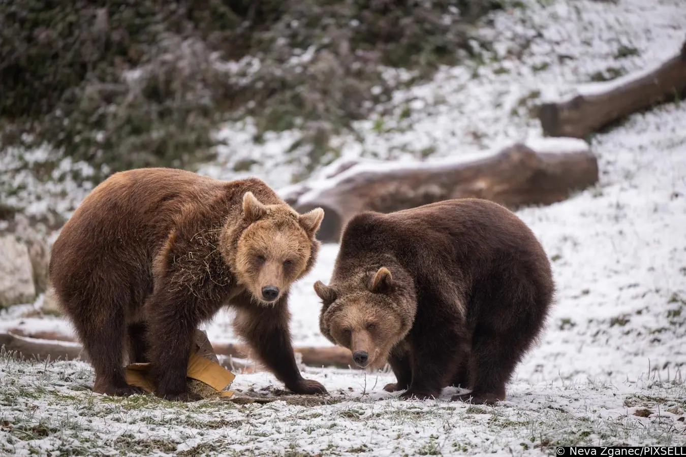 podjela darova u zoološkom vrtu 2024 (1)