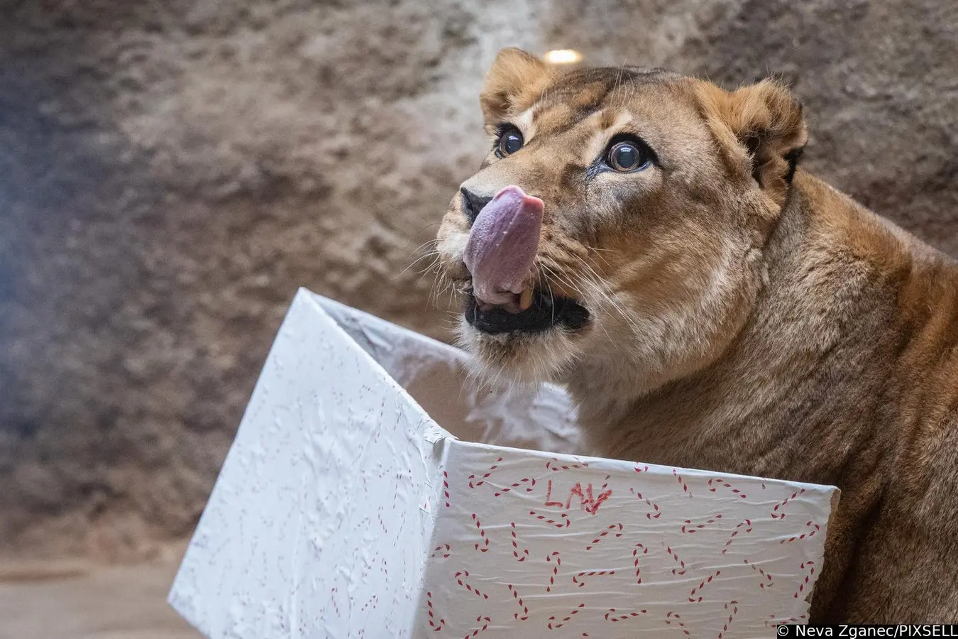 podjela darova u zoološkom vrtu 2024 (10)