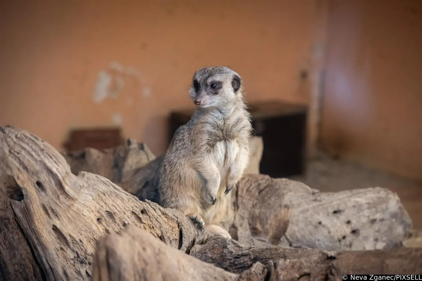 podjela darova u zoološkom vrtu 2024 (11)