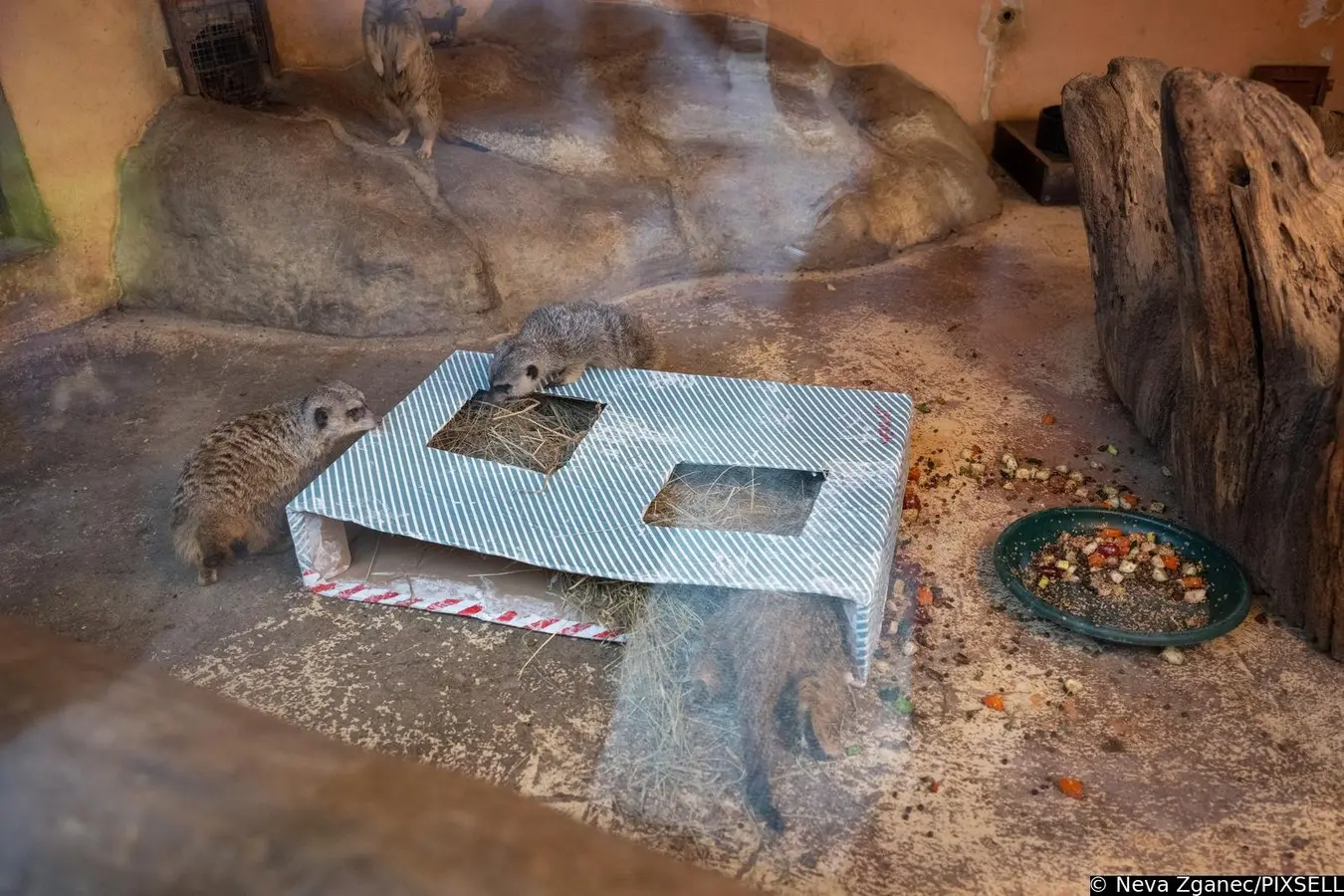 podjela darova u zoološkom vrtu 2024 (12)