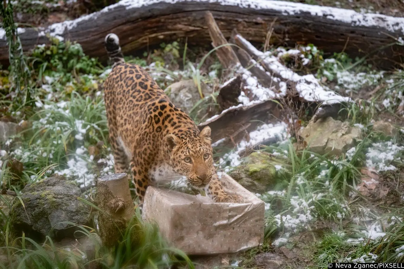 podjela darova u zoološkom vrtu 2024 (14)