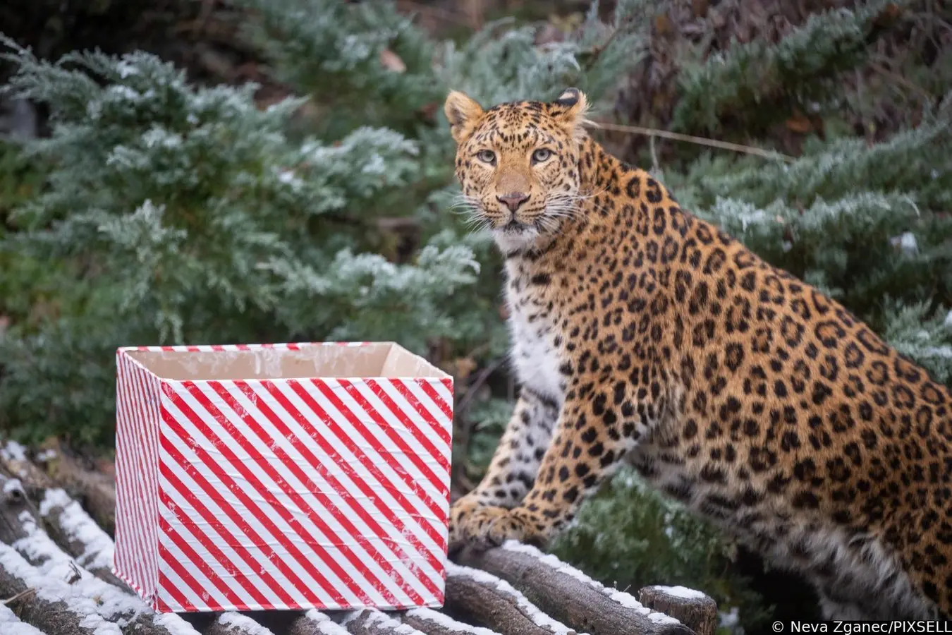 podjela darova u zoološkom vrtu 2024 (15)