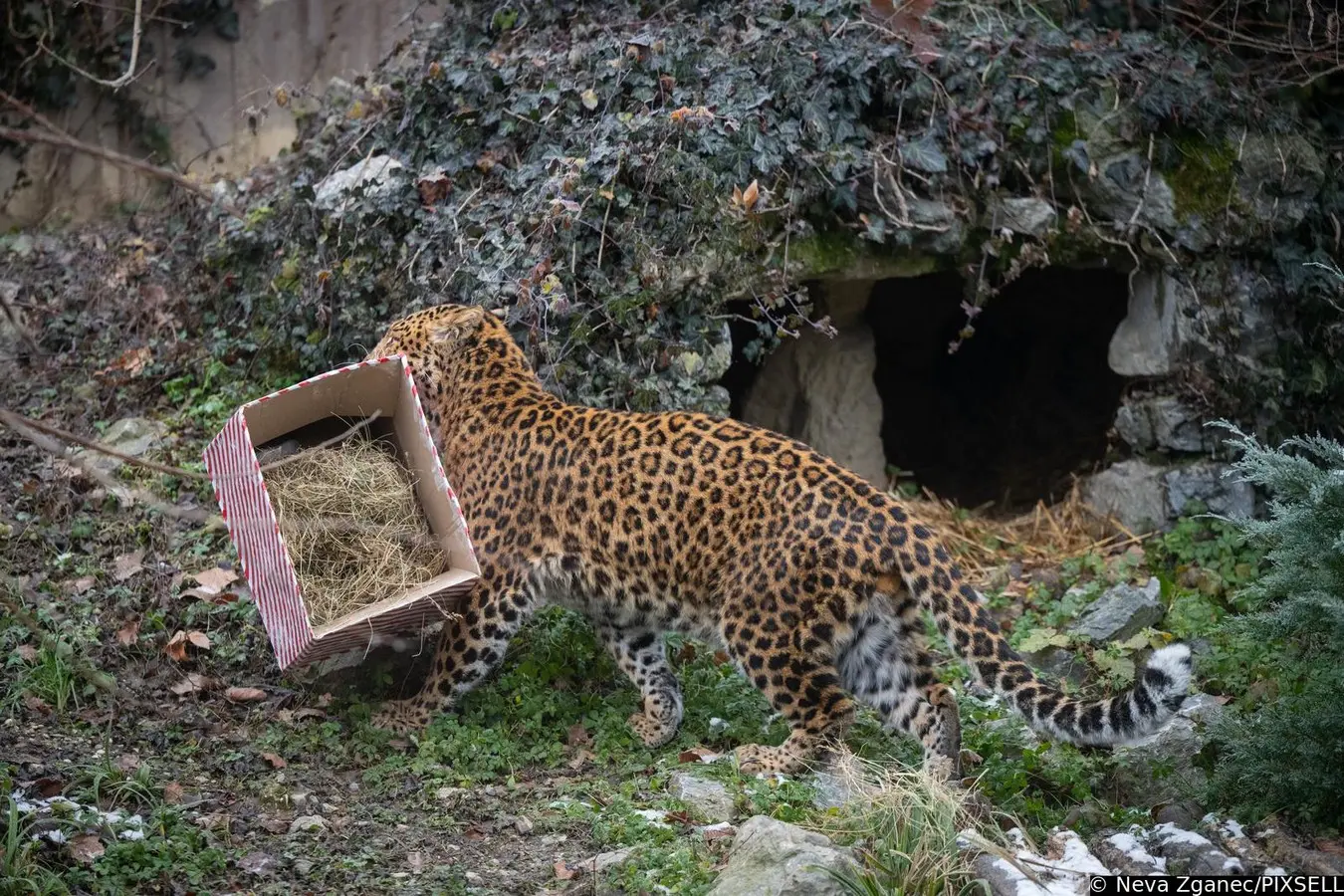 podjela darova u zoološkom vrtu 2024 (16)