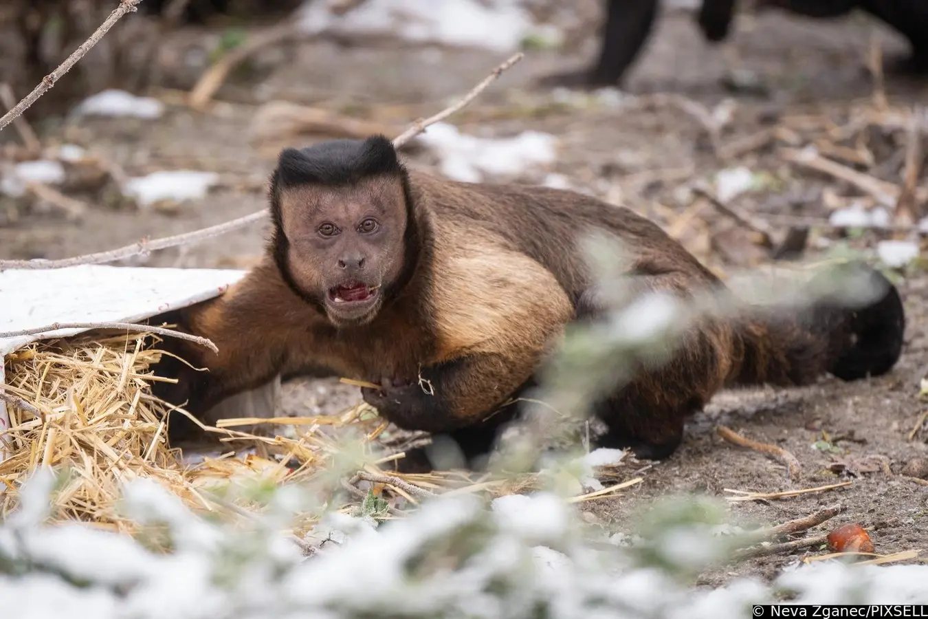 podjela darova u zoološkom vrtu 2024 (18)