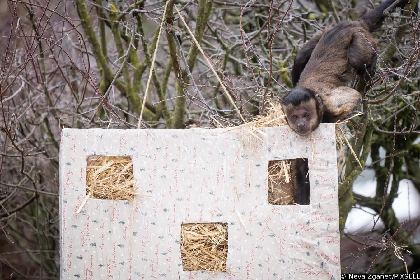 podjela darova u zoološkom vrtu 2024 (19)