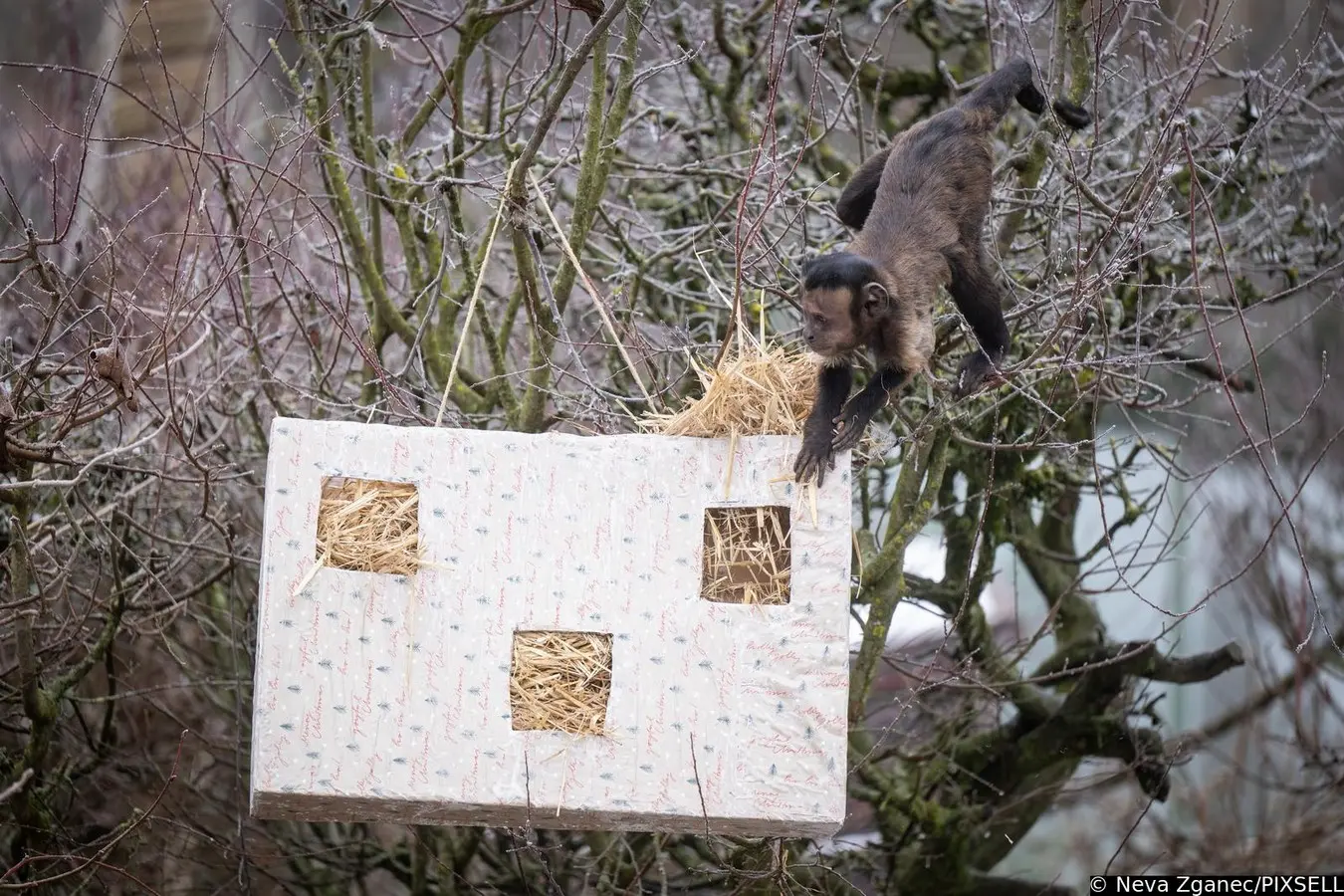 podjela darova u zoološkom vrtu 2024 (20)