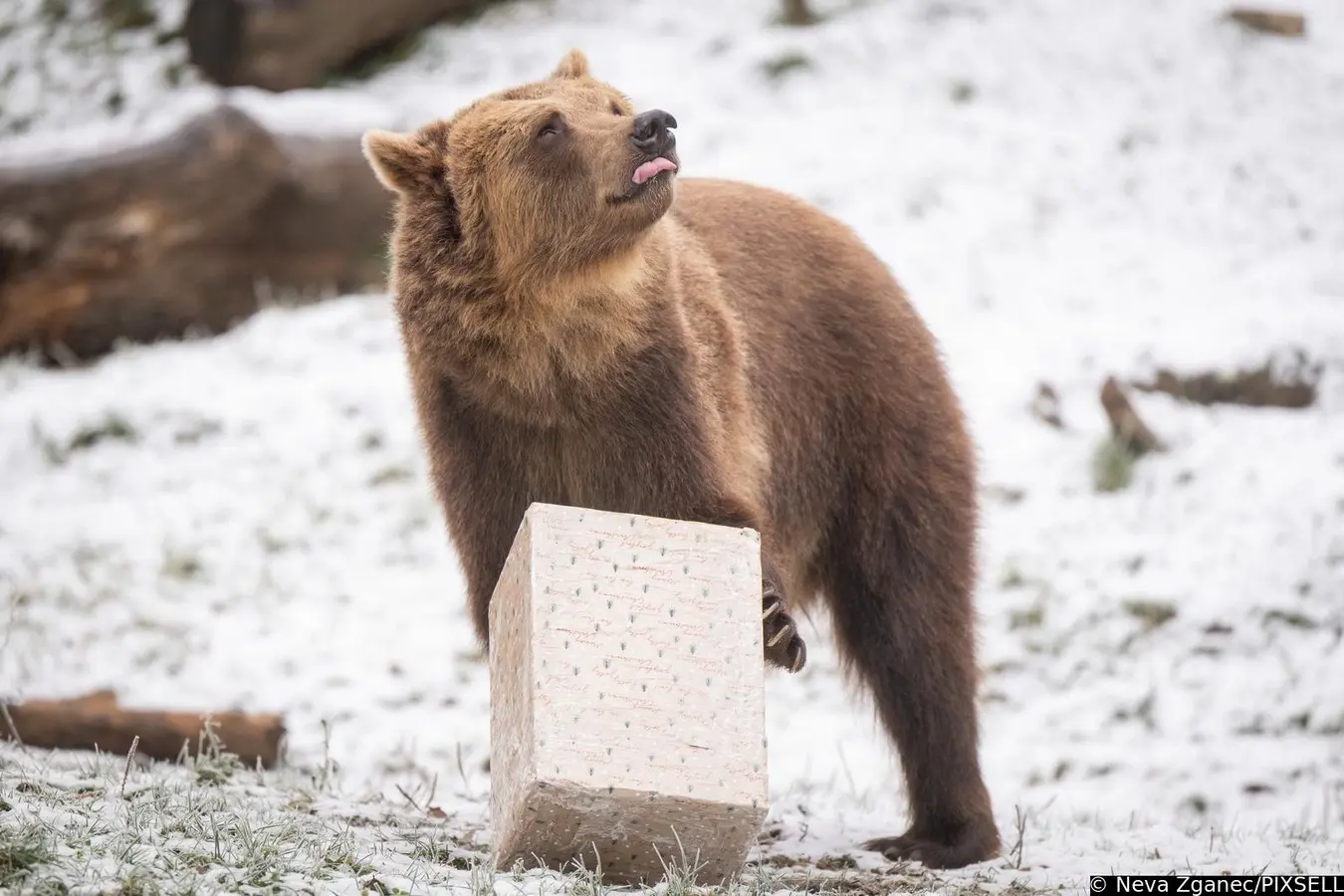 podjela darova u zoološkom vrtu 2024 (21)