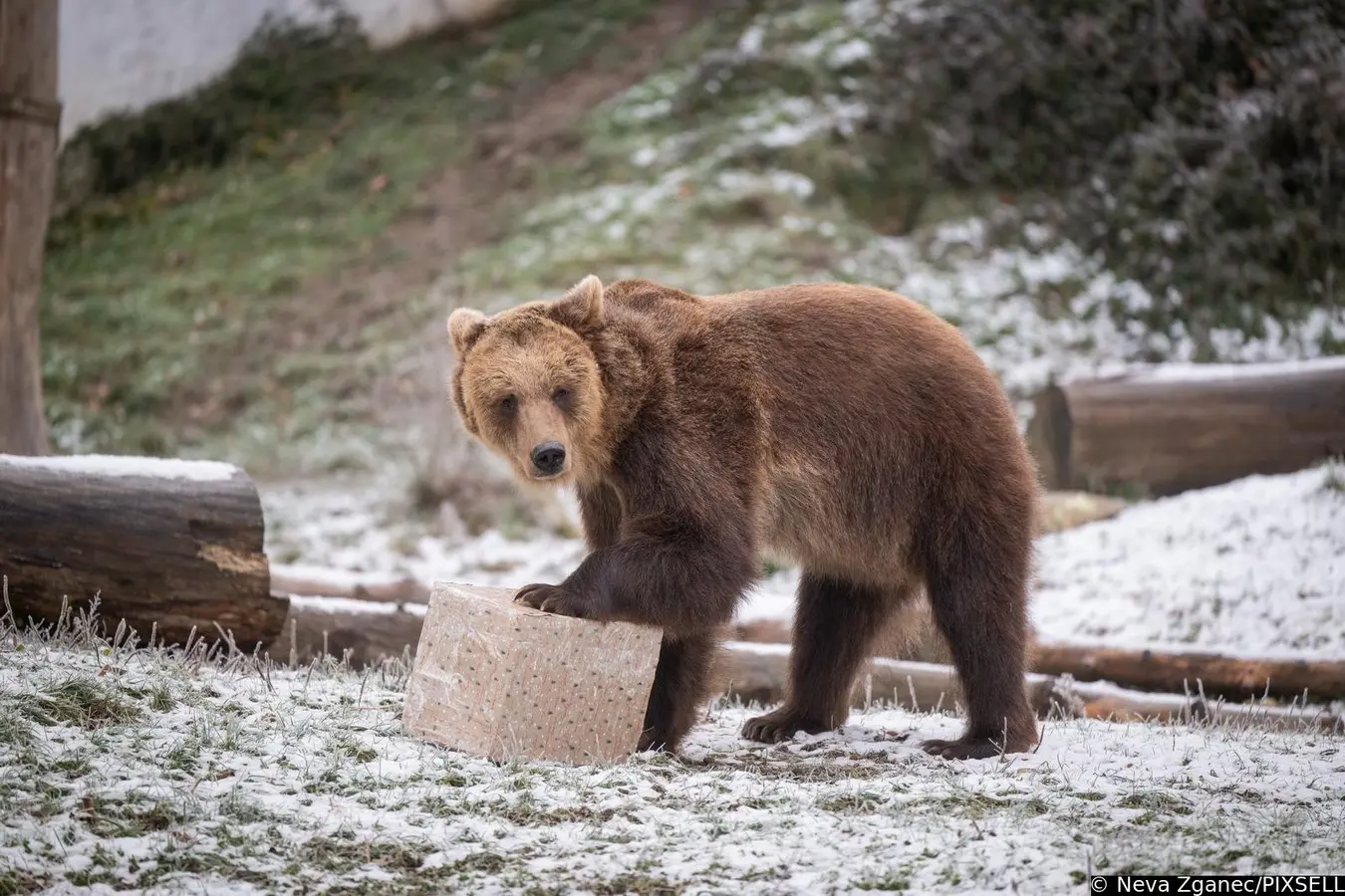 podjela darova u zoološkom vrtu 2024 (22)
