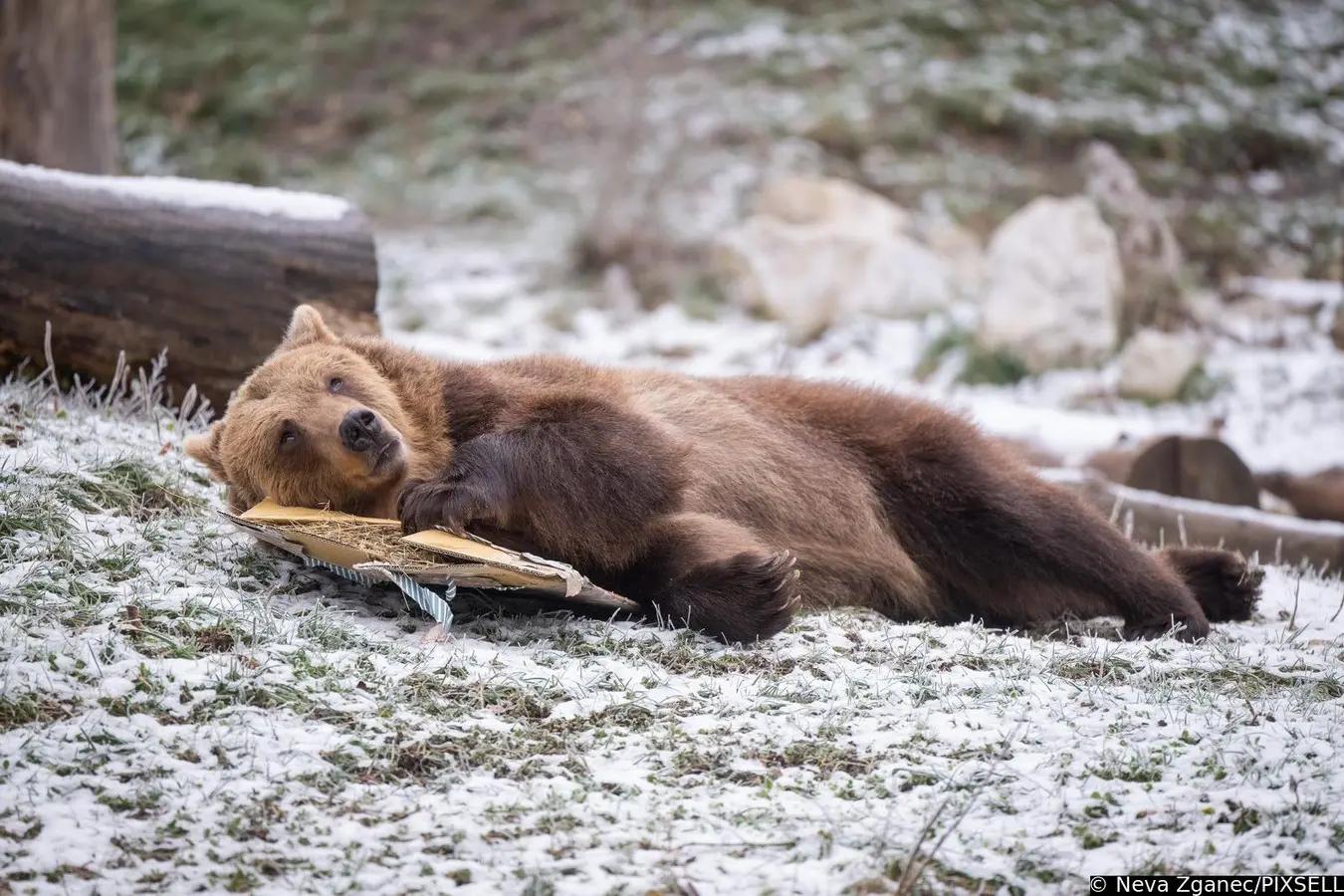 podjela darova u zoološkom vrtu 2024 (23)
