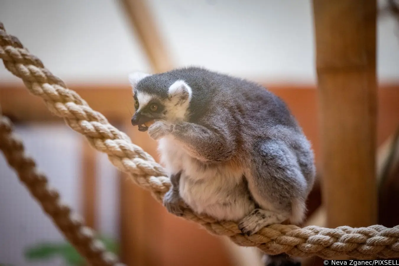 podjela darova u zoološkom vrtu 2024 (4)