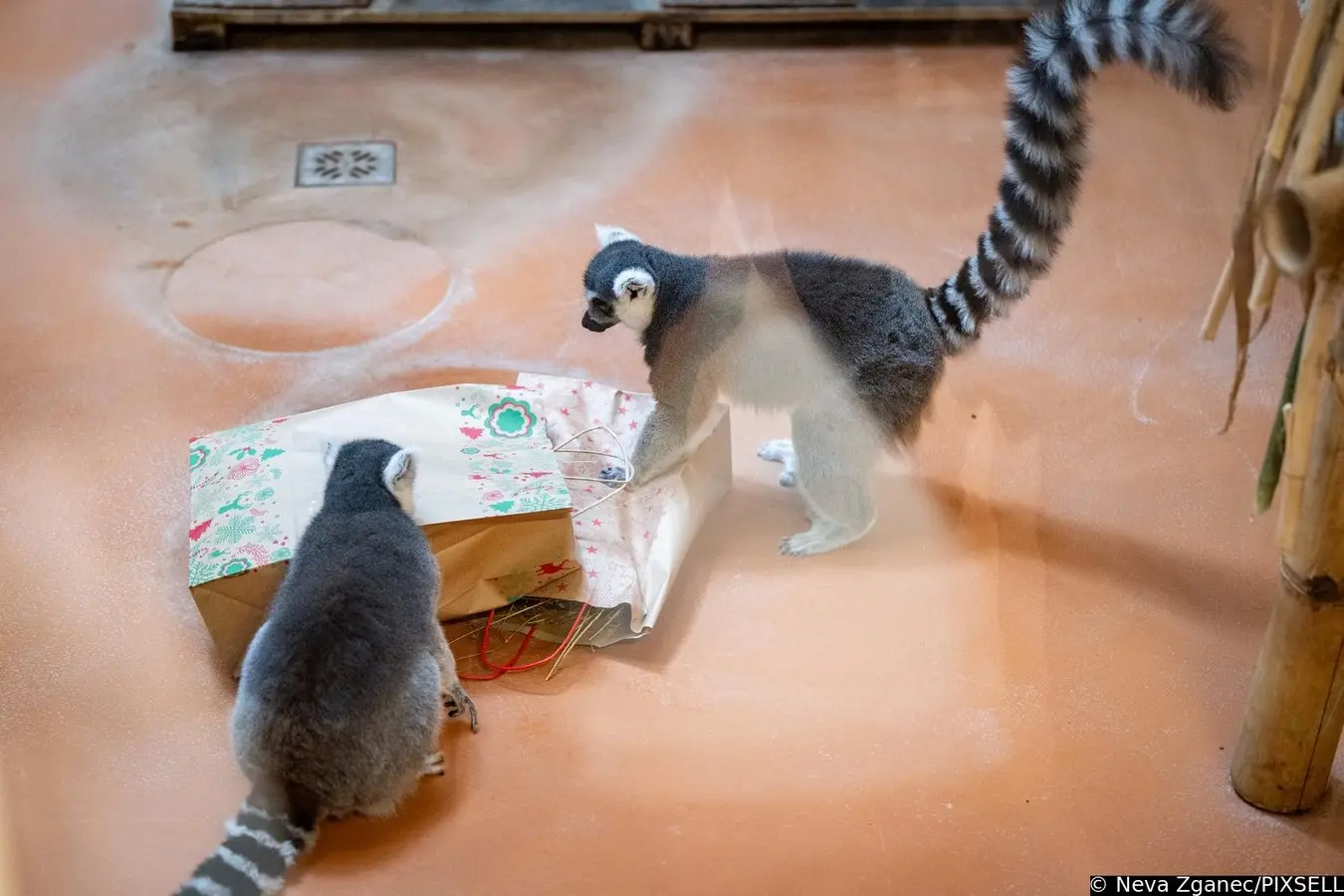 podjela darova u zoološkom vrtu 2024 (5)