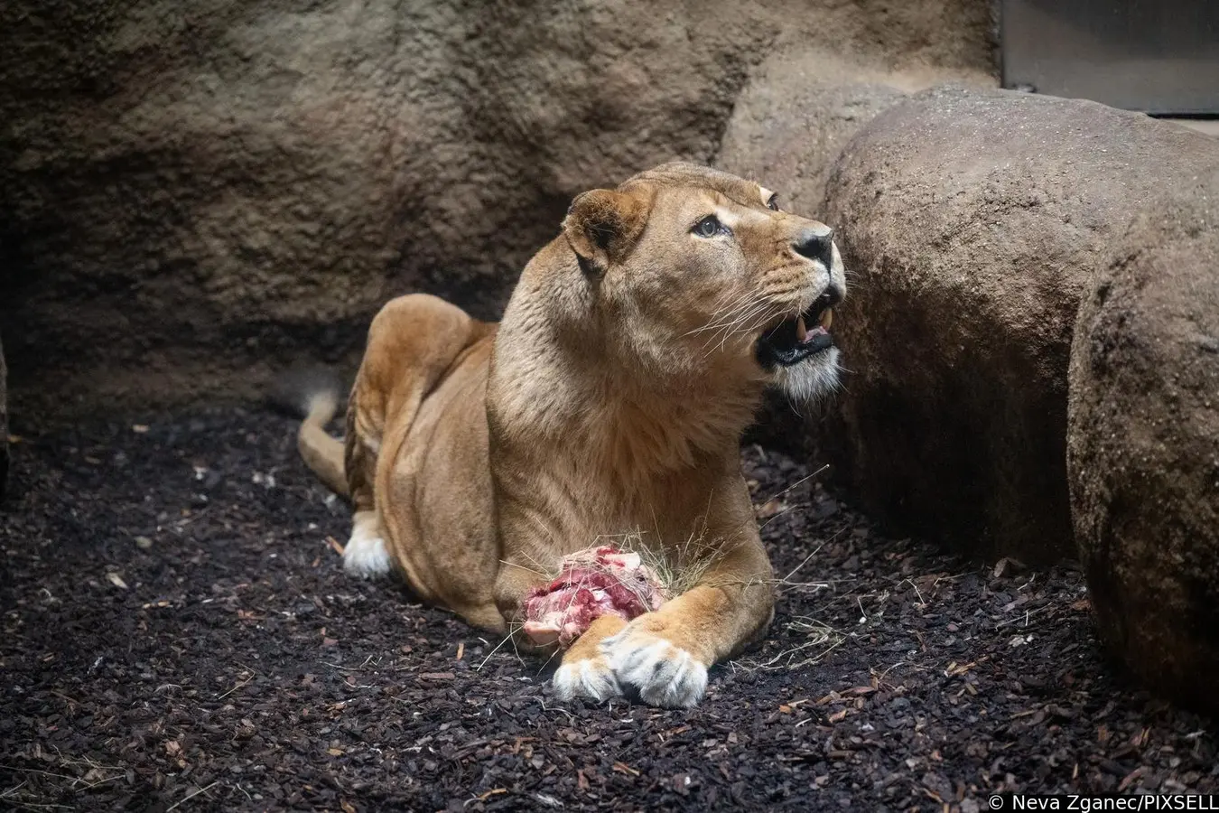 podjela darova u zoološkom vrtu 2024 (6)