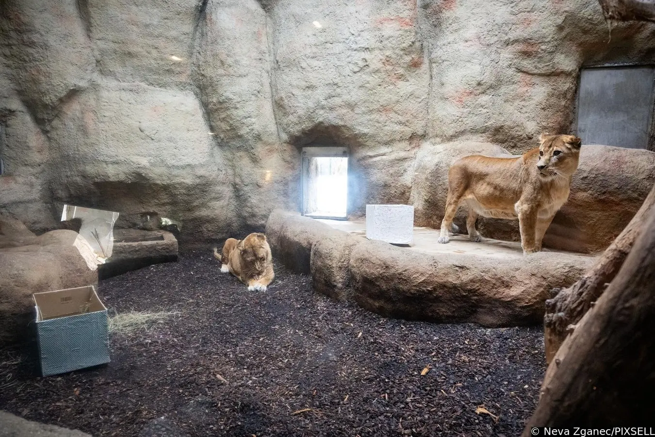 podjela darova u zoološkom vrtu 2024 (7)