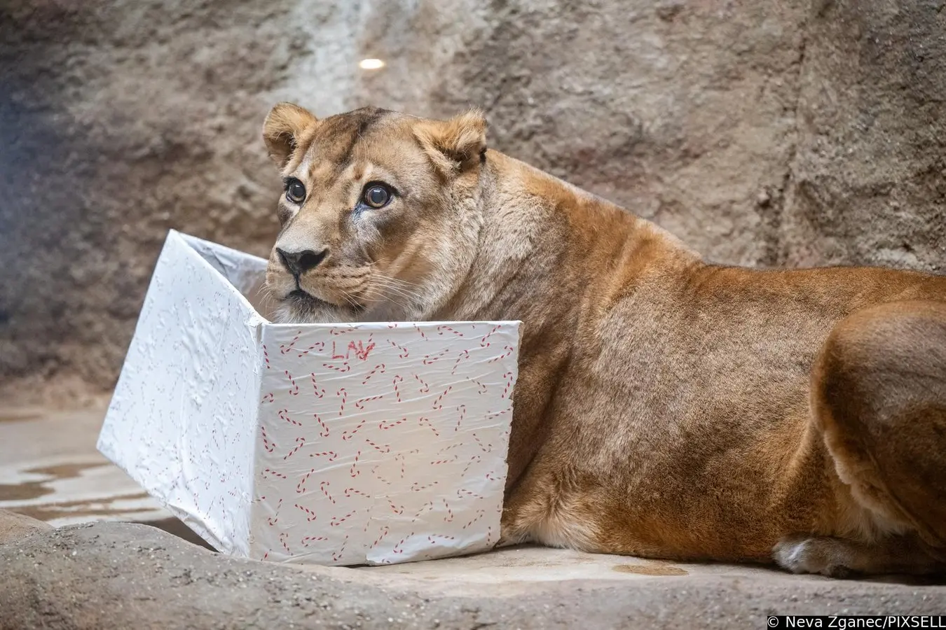 podjela darova u zoološkom vrtu 2024 (8)