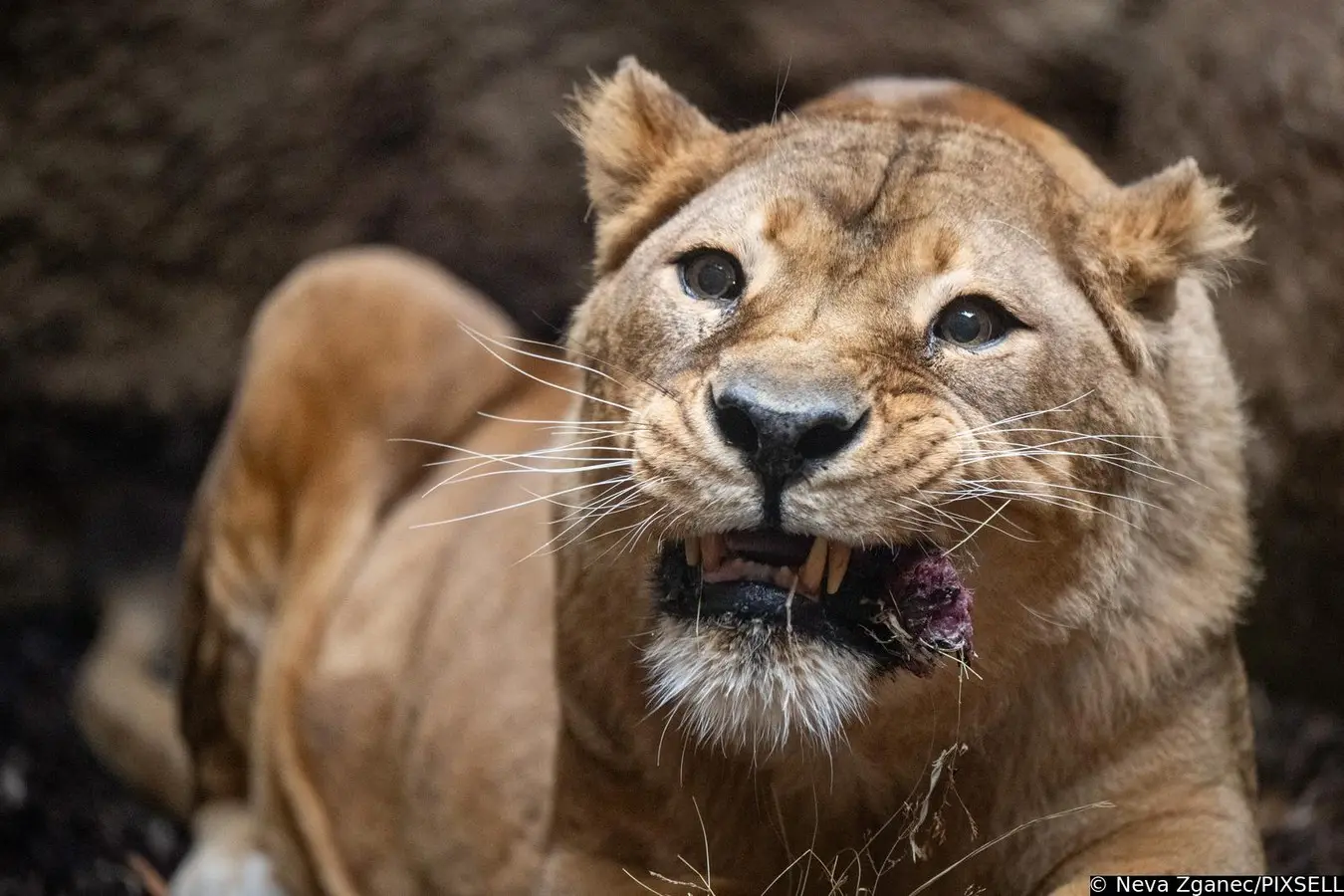 podjela darova u zoološkom vrtu 2024 (9)