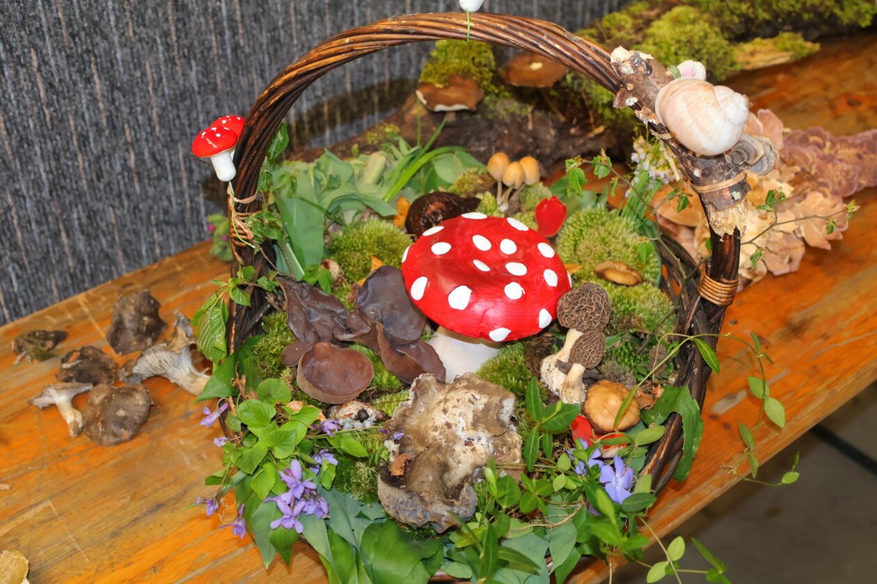 potraga za smrčkom,smrčkijada nedelišće 2025 (2)