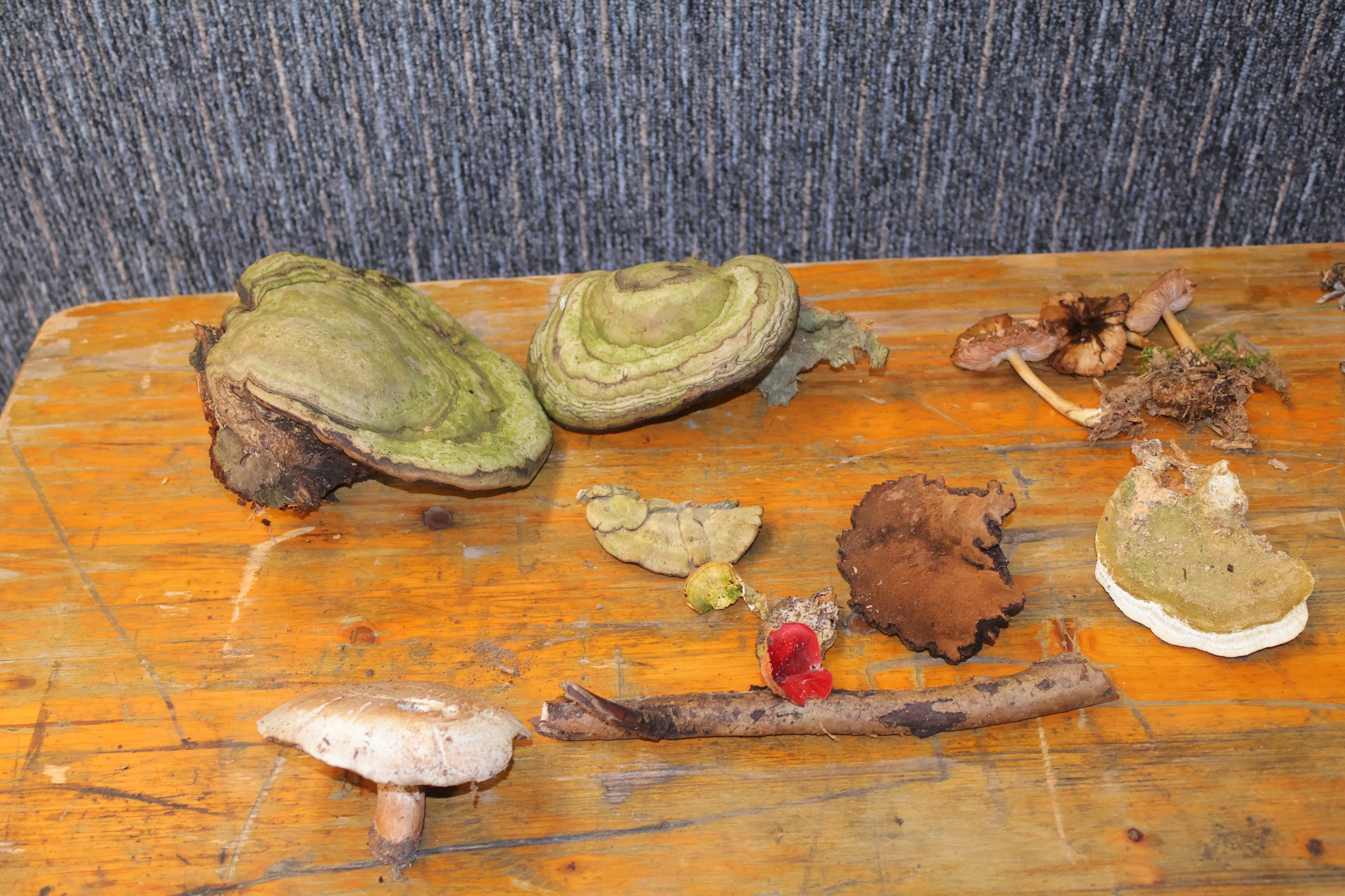 potraga za smrčkom,smrčkijada nedelišće 2025 (6)