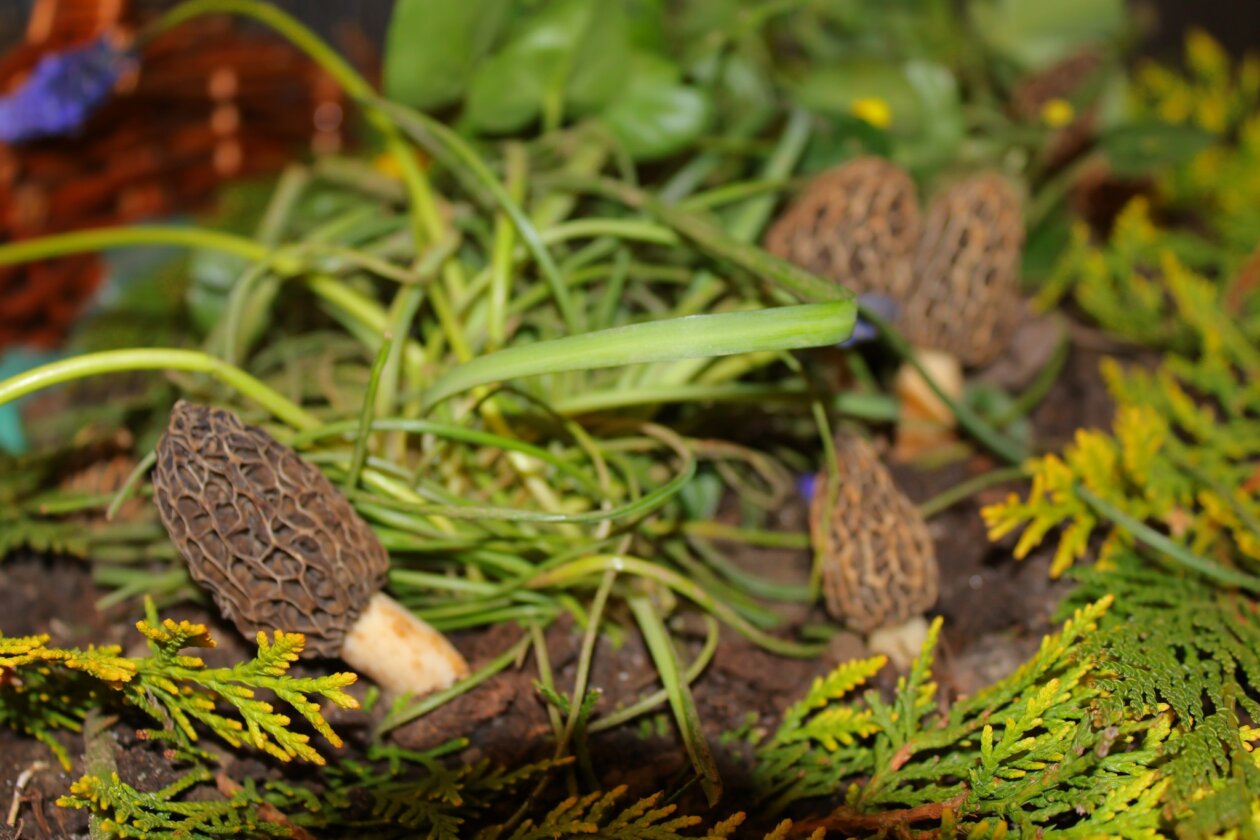 potraga za smrčkom,smrčkijada nedelišće 2025 (9)