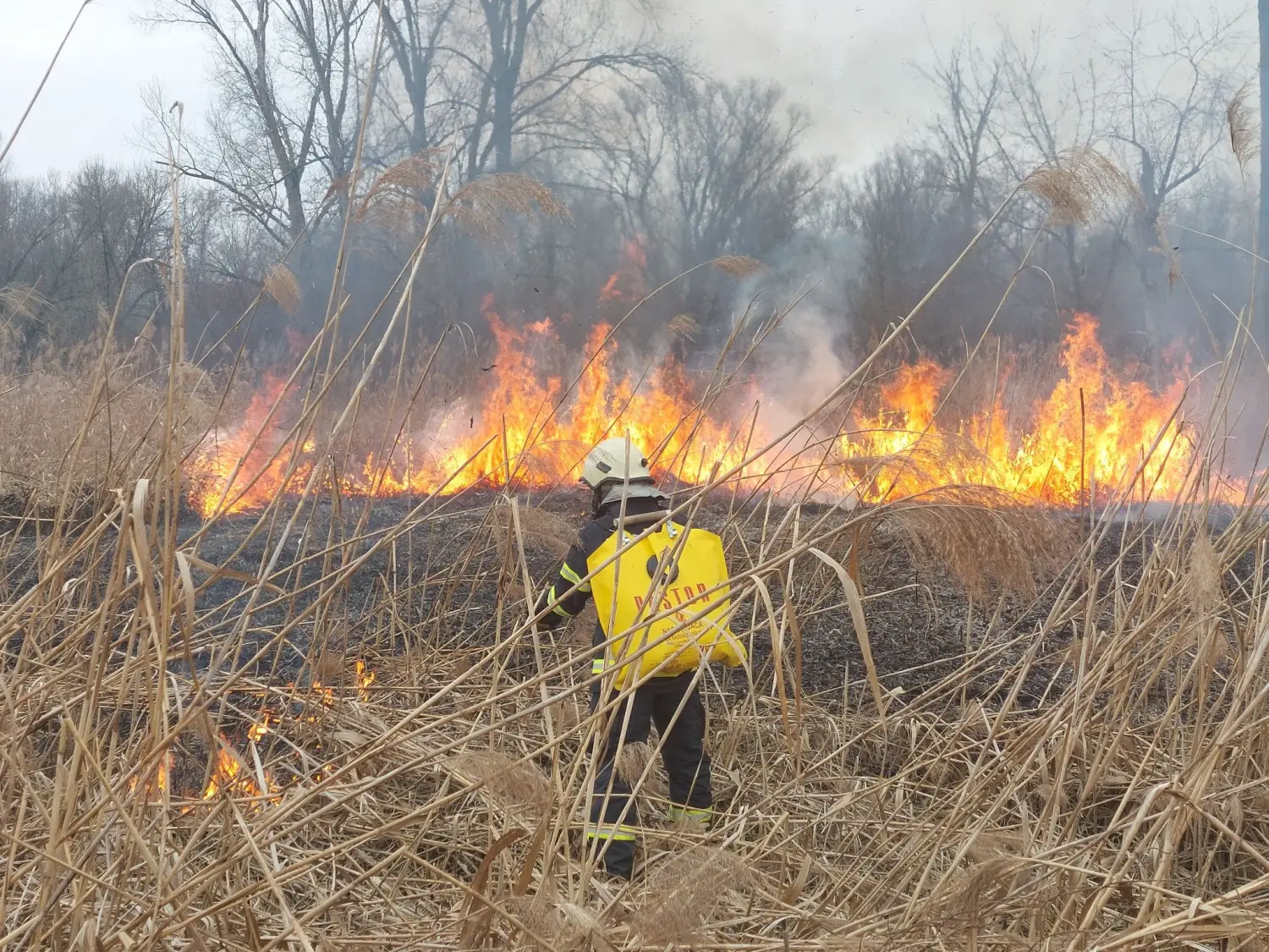 požar, dvd podturen, nisko raslinje (1)
