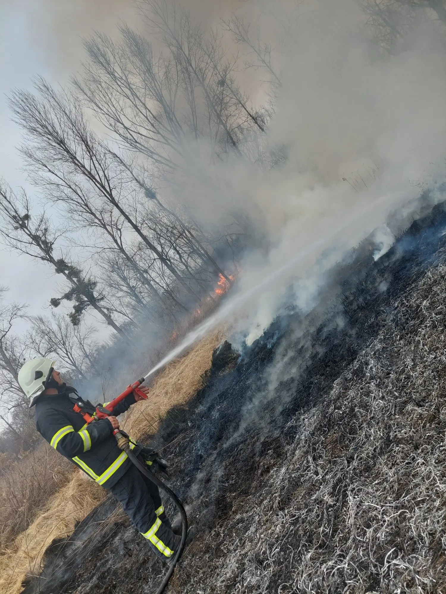 požar, dvd podturen, nisko raslinje (4)