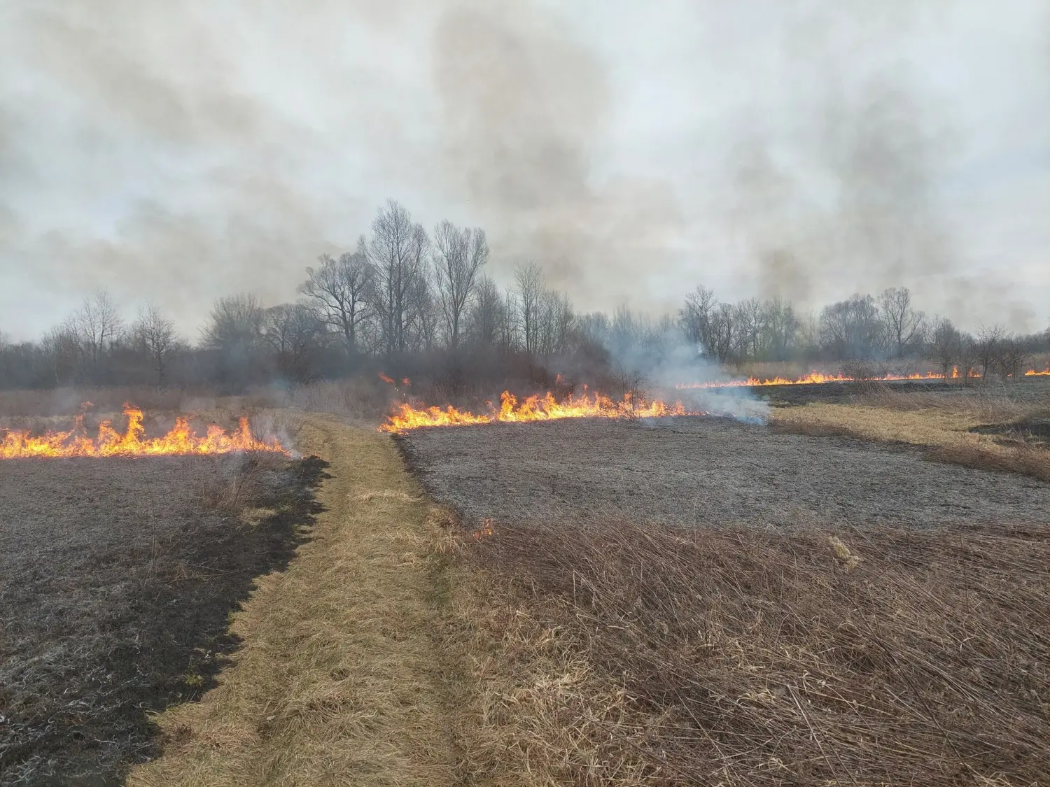 požar, dvd podturen, nisko raslinje (6)