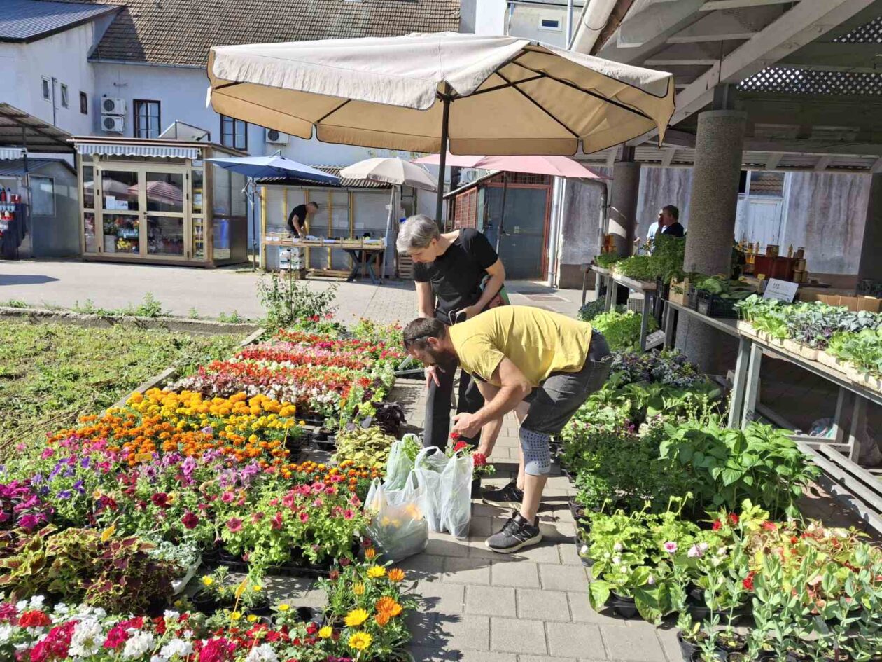 prelog, tržnica,21.6 (14)