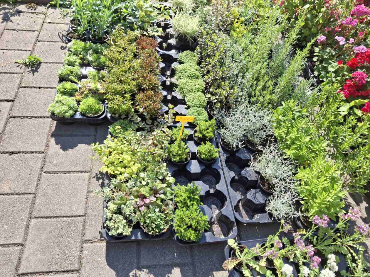 prelog, tržnica,21.6 (21)