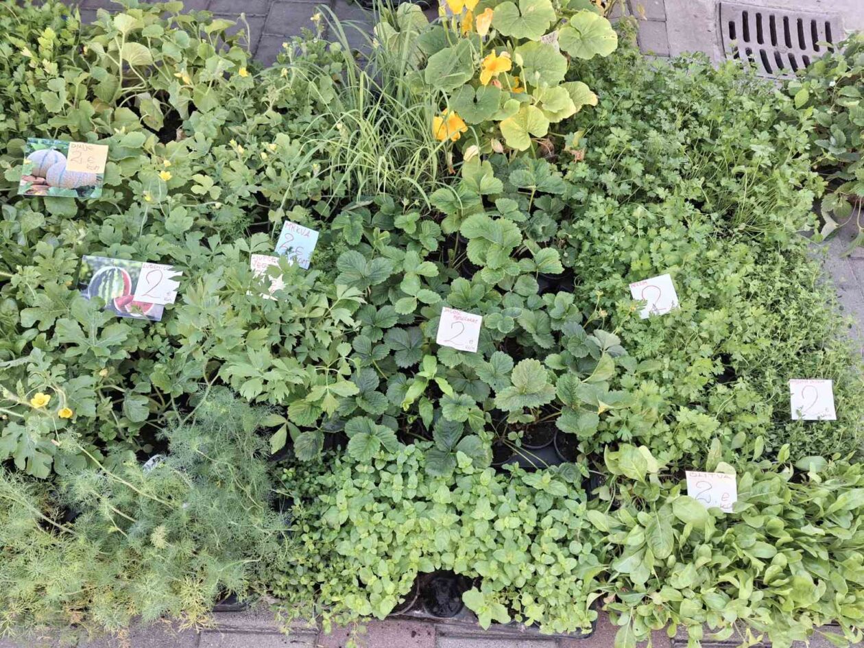 prelog, tržnica,21.6 (22)