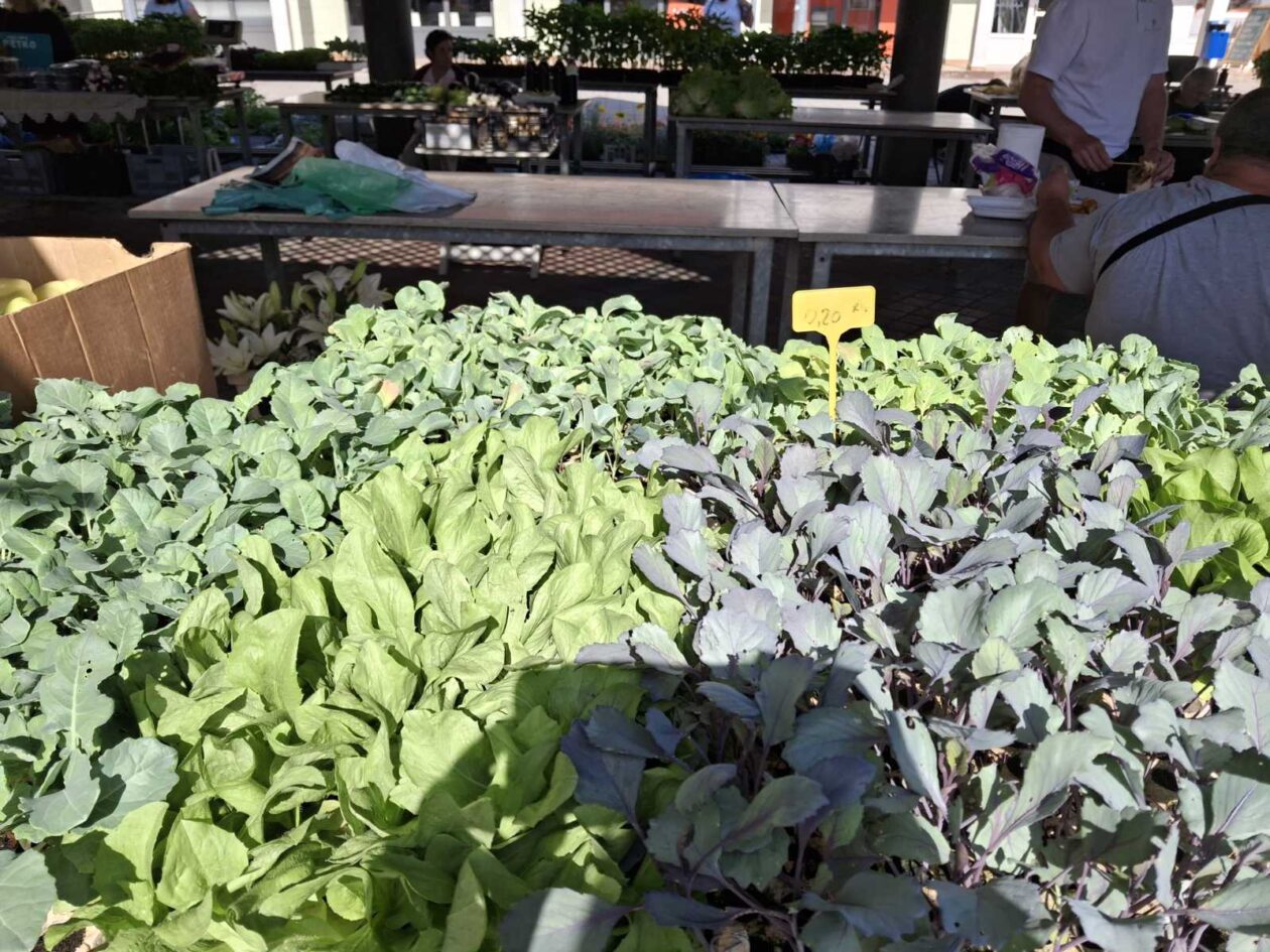 prelog, tržnica,21.6 (23)