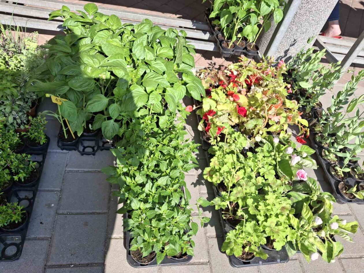 prelog, tržnica,21.6 (30)