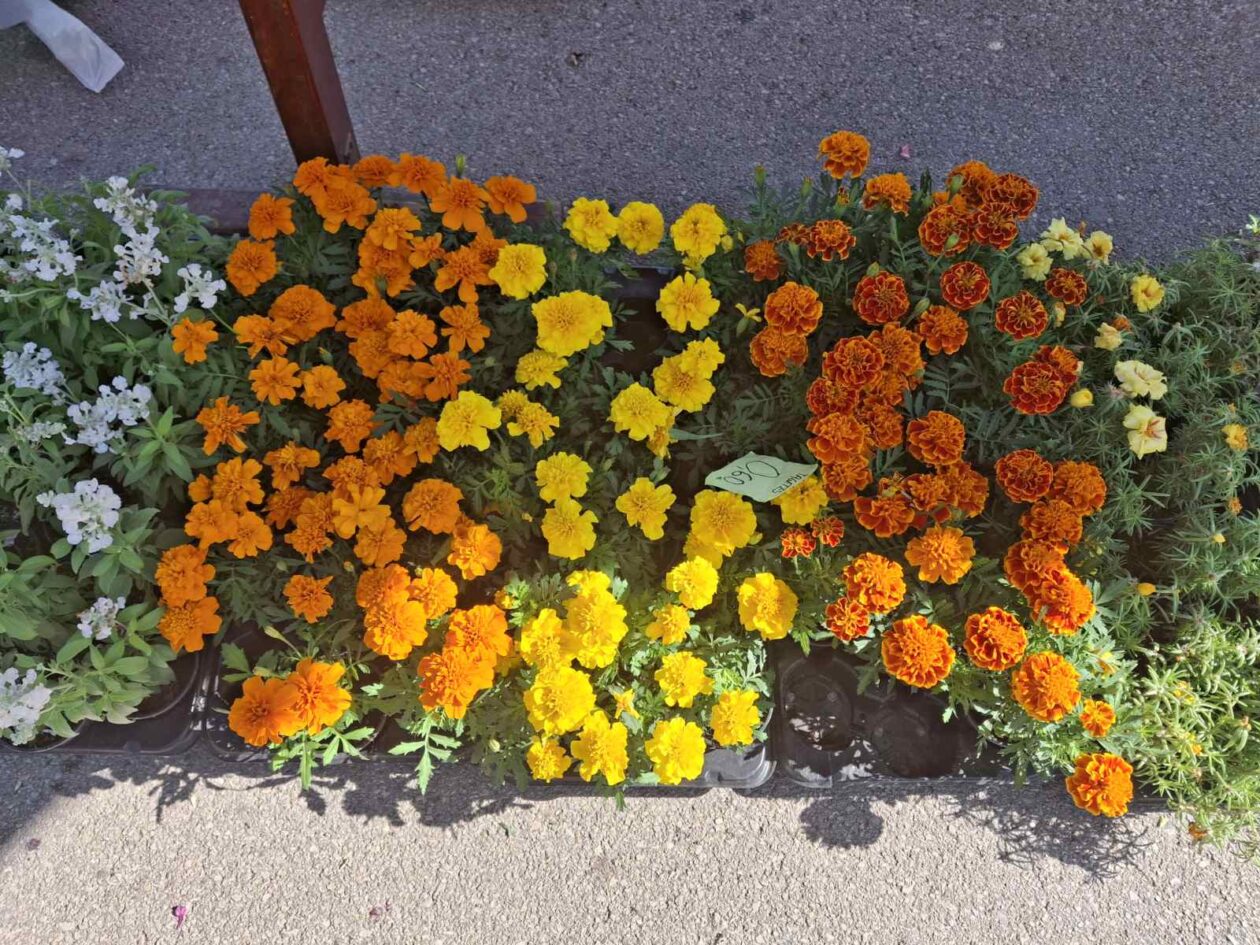 prelog, tržnica,21.6 (36)