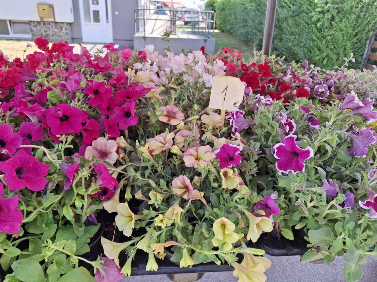 prelog, tržnica,21.6 (38)