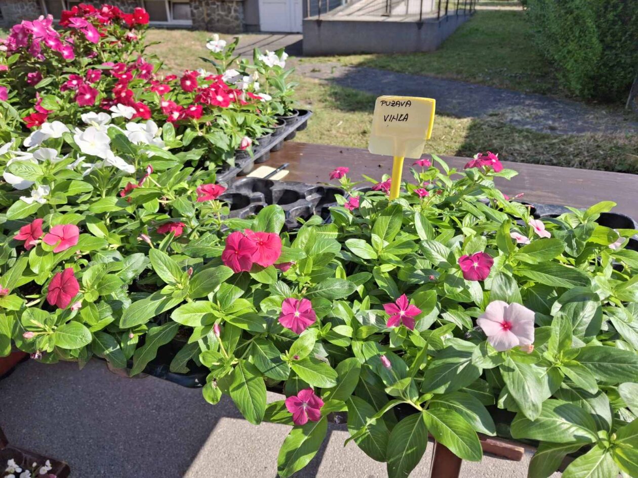 prelog, tržnica,21.6 (4)