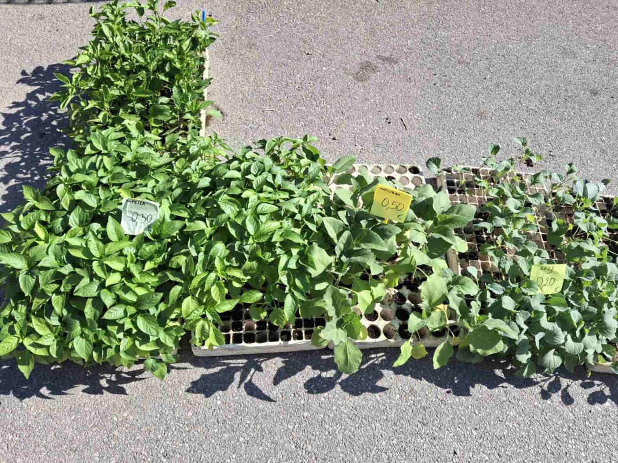 prelog, tržnica,21.6 (42)