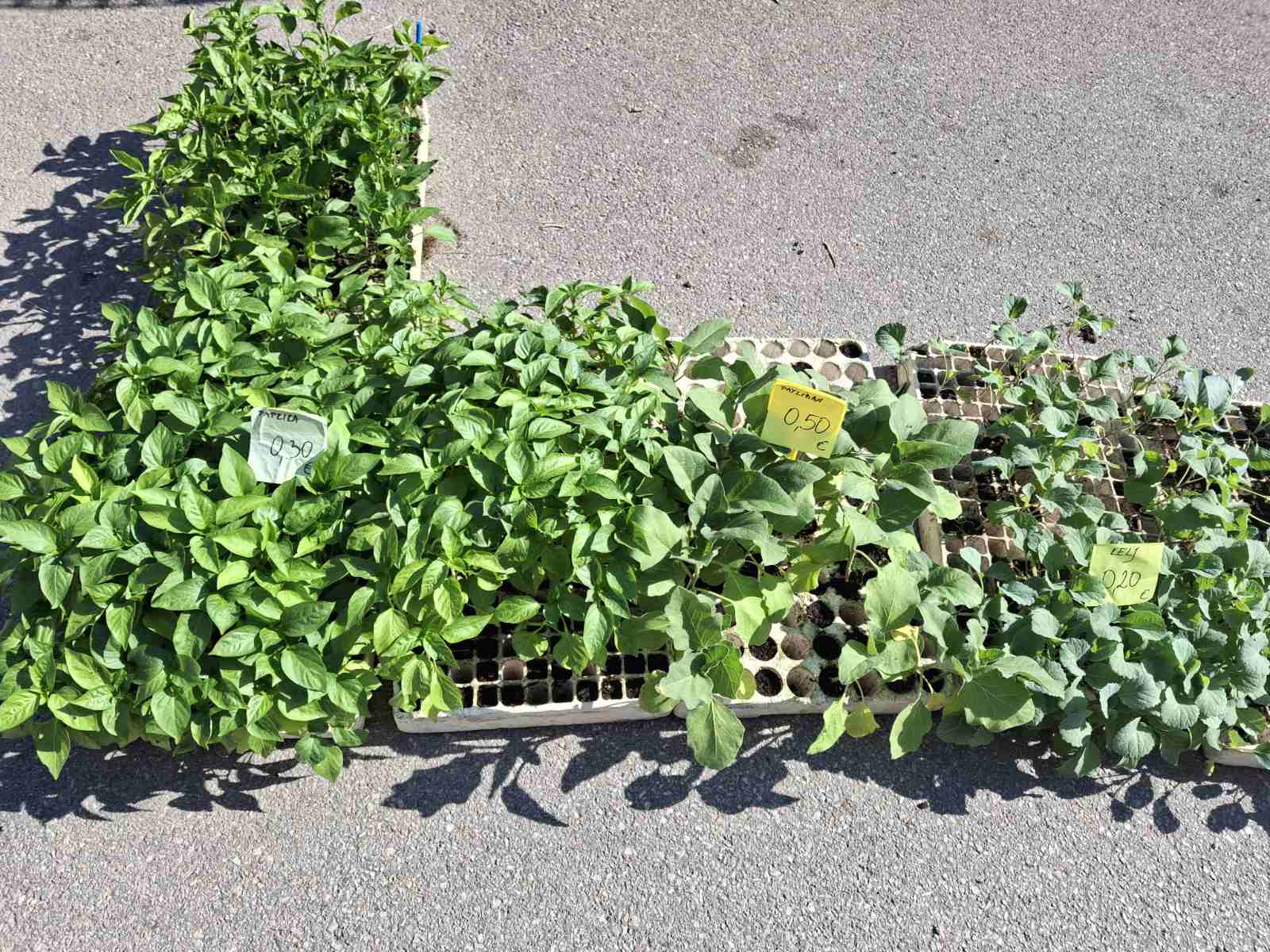 prelog, tržnica,21.6 (42)