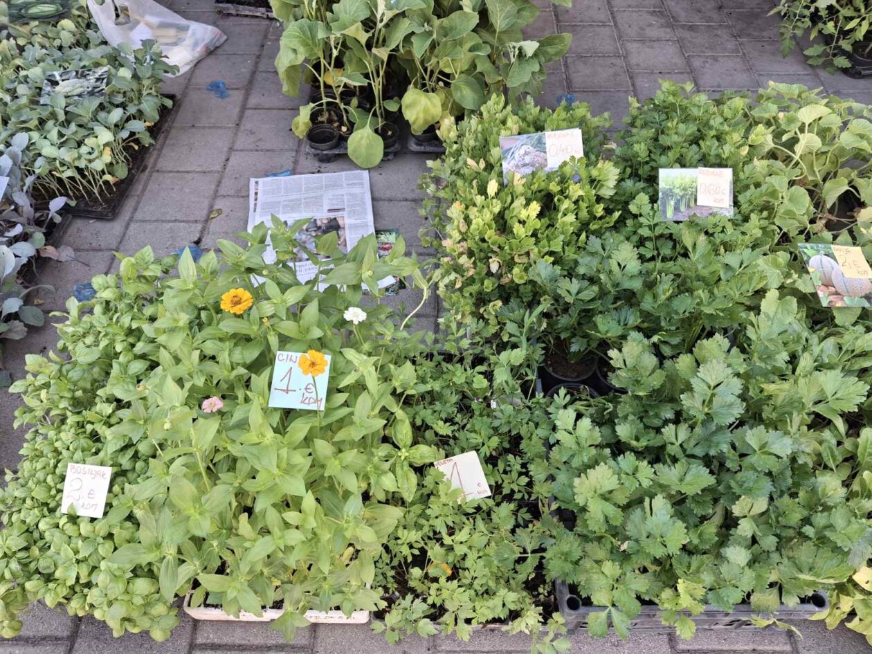 prelog, tržnica,21.6 (45)