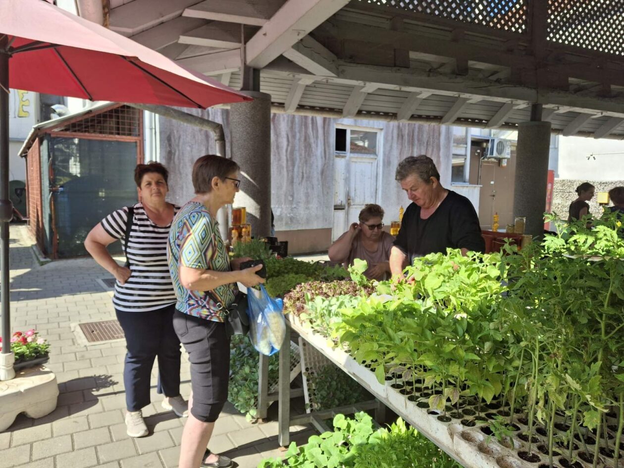 prelog, tržnica,21.6 (5)