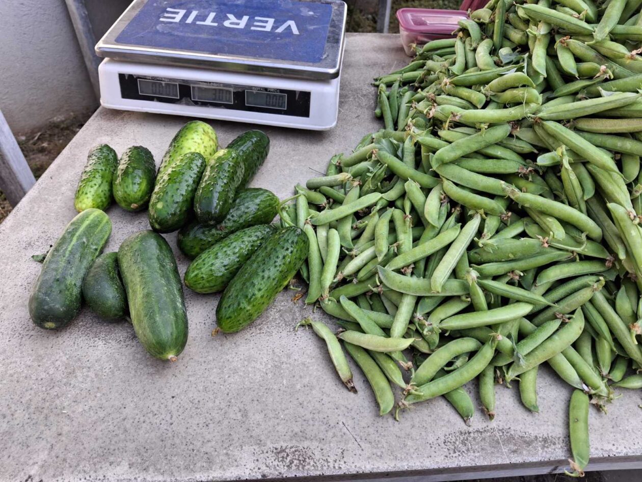 prelog, tržnica,21.6 (55)