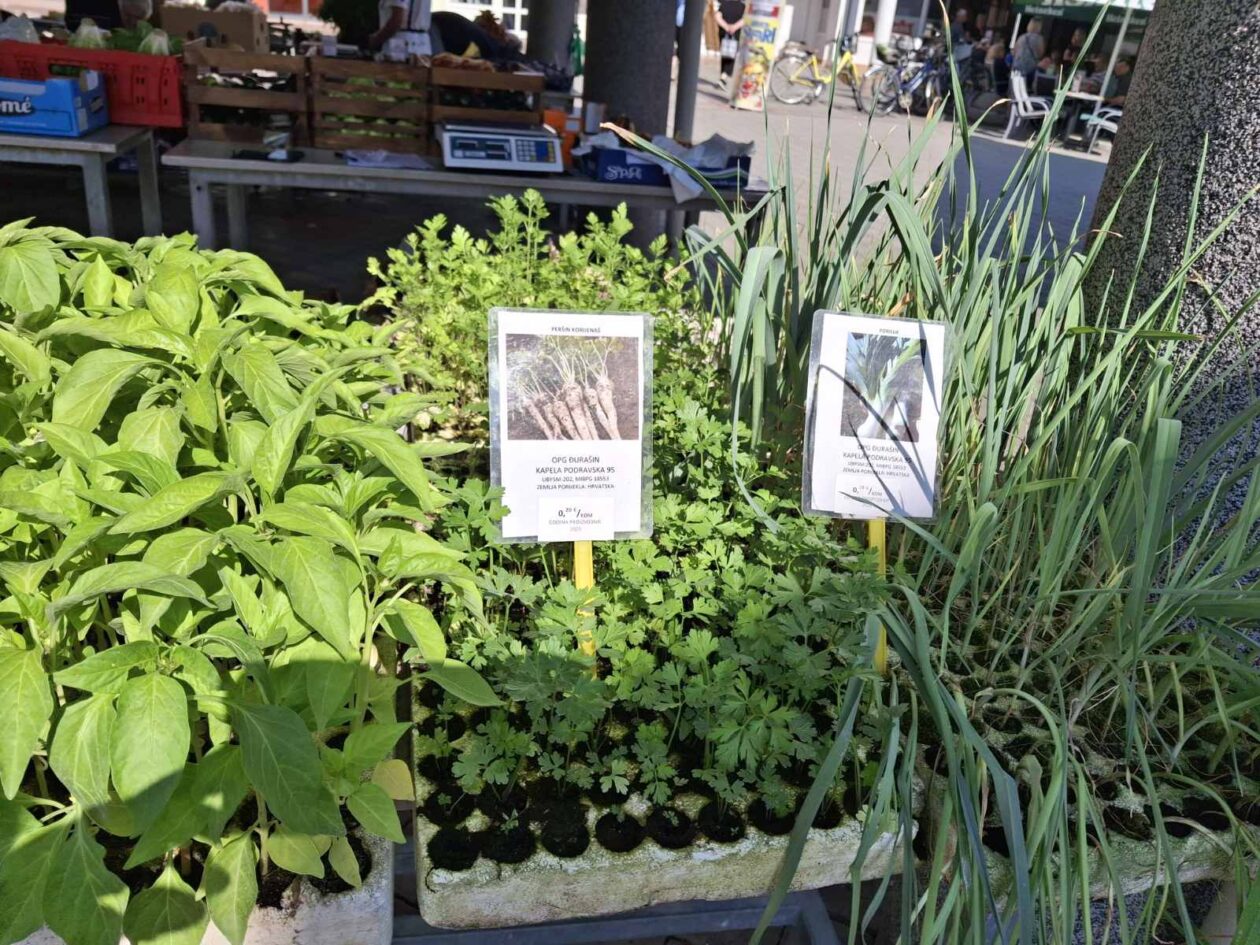 prelog, tržnica,21.6 (58)