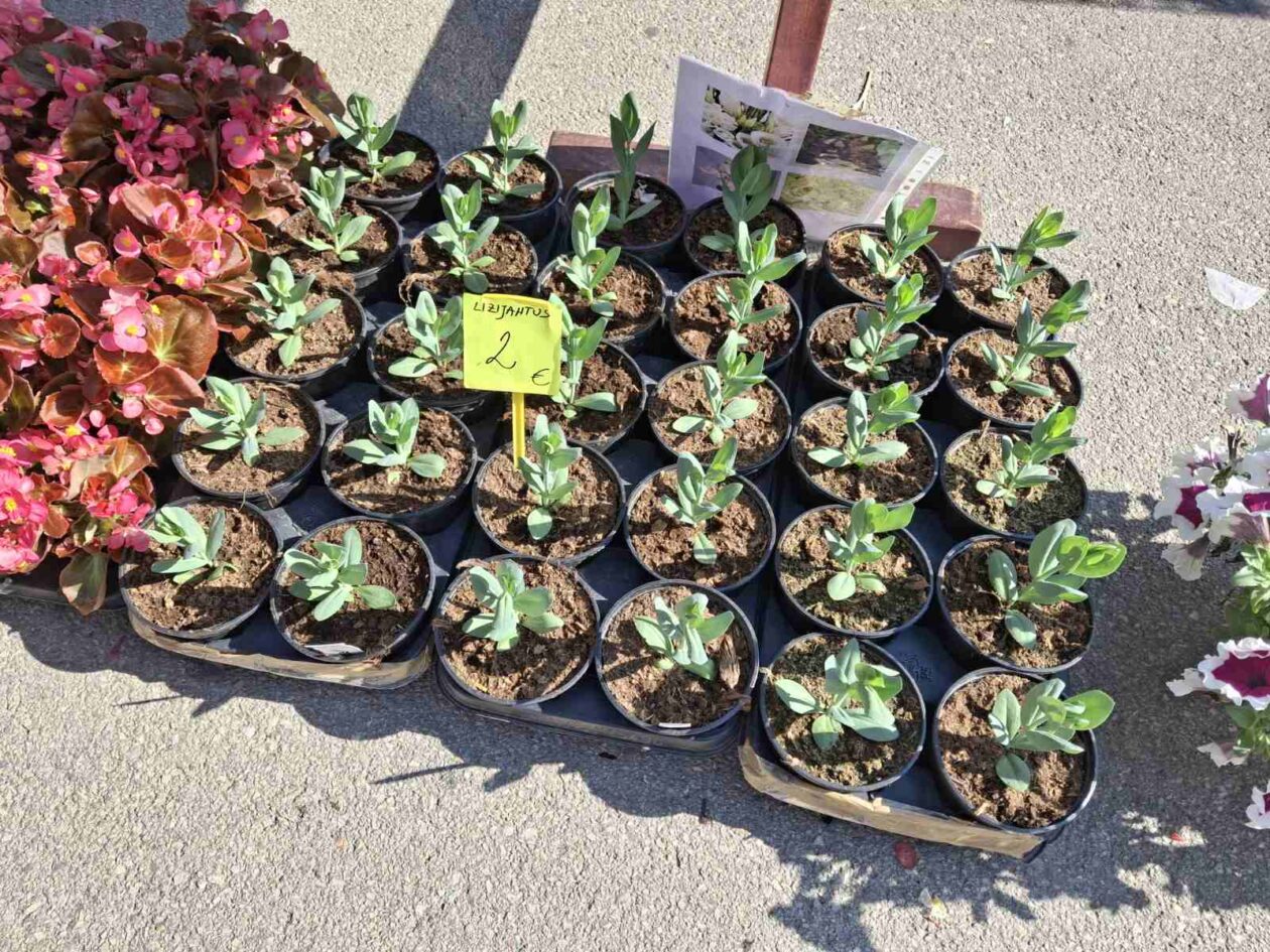 prelog, tržnica,21.6 (59)