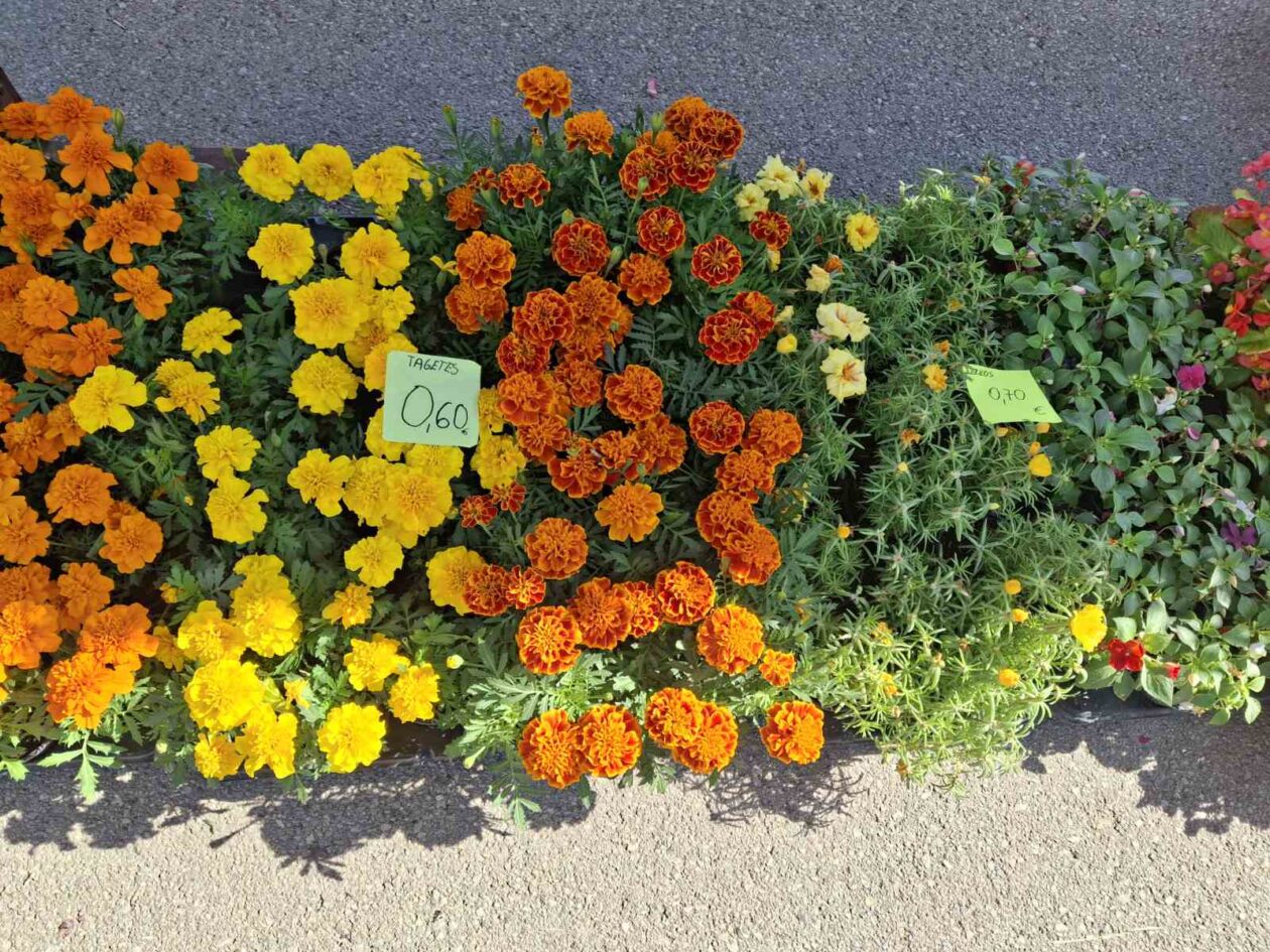 prelog, tržnica,21.6 (65)