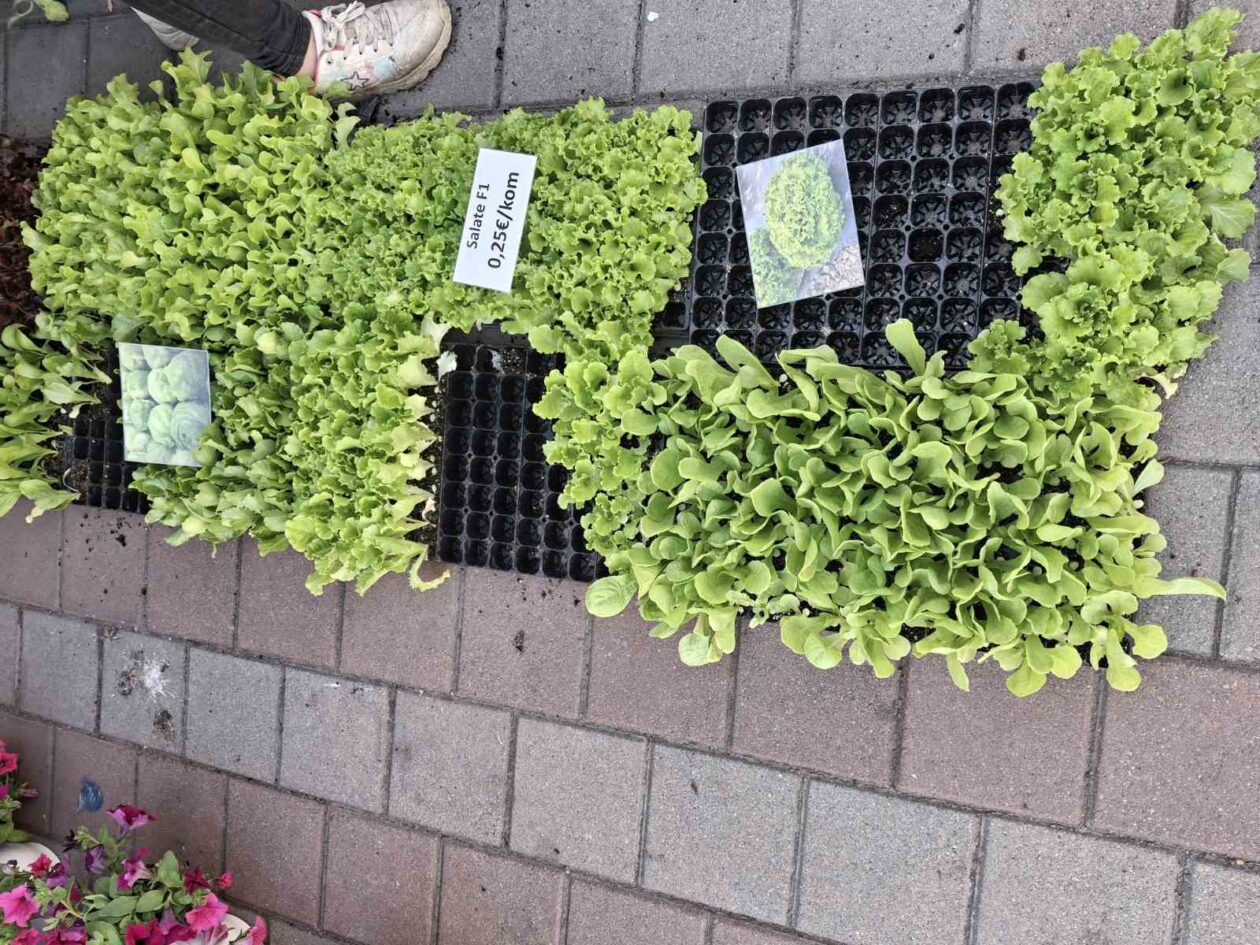 prelog, tržnica,21.6 (7)