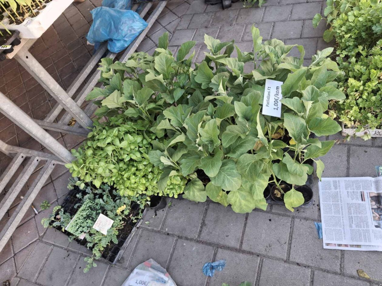 prelog, tržnica,21.6 (8)