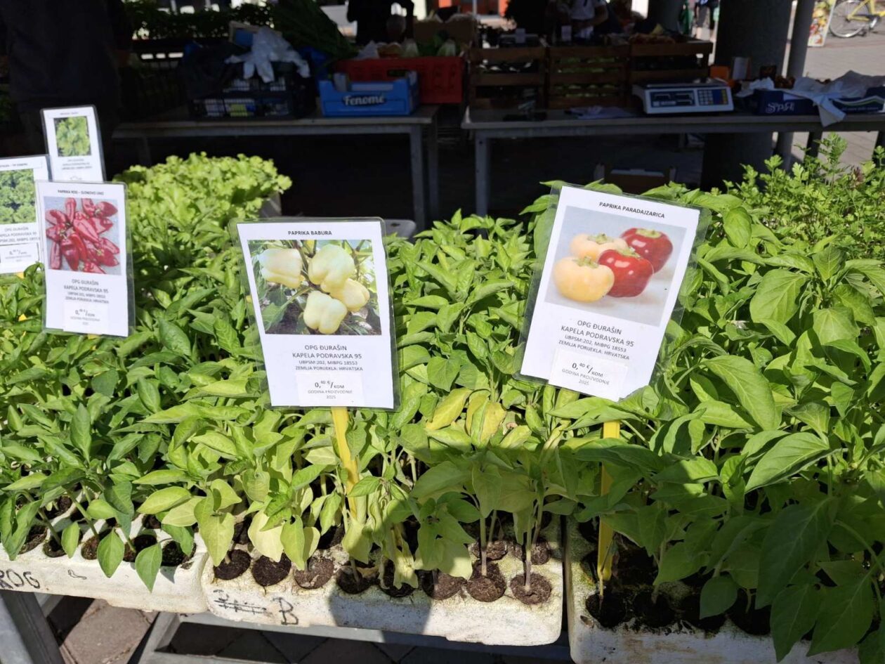 prelog, tržnica,21.6 (9)