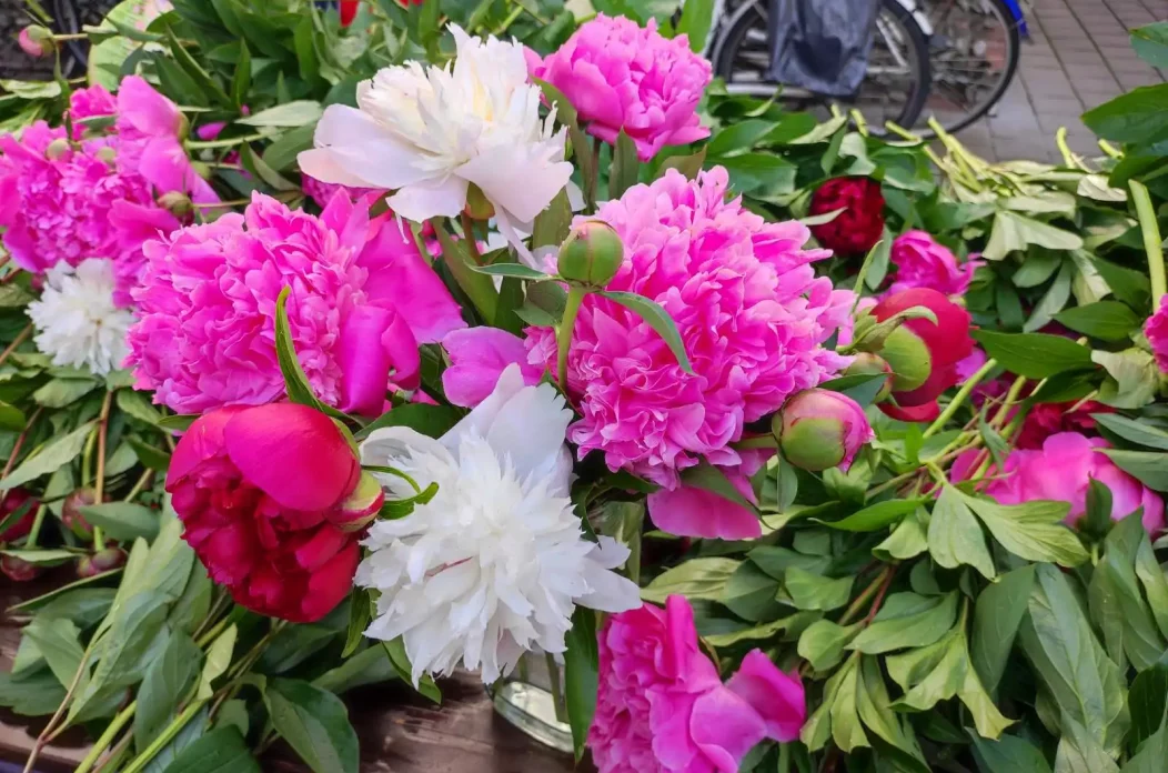 prelog,katruže,akcija (2)