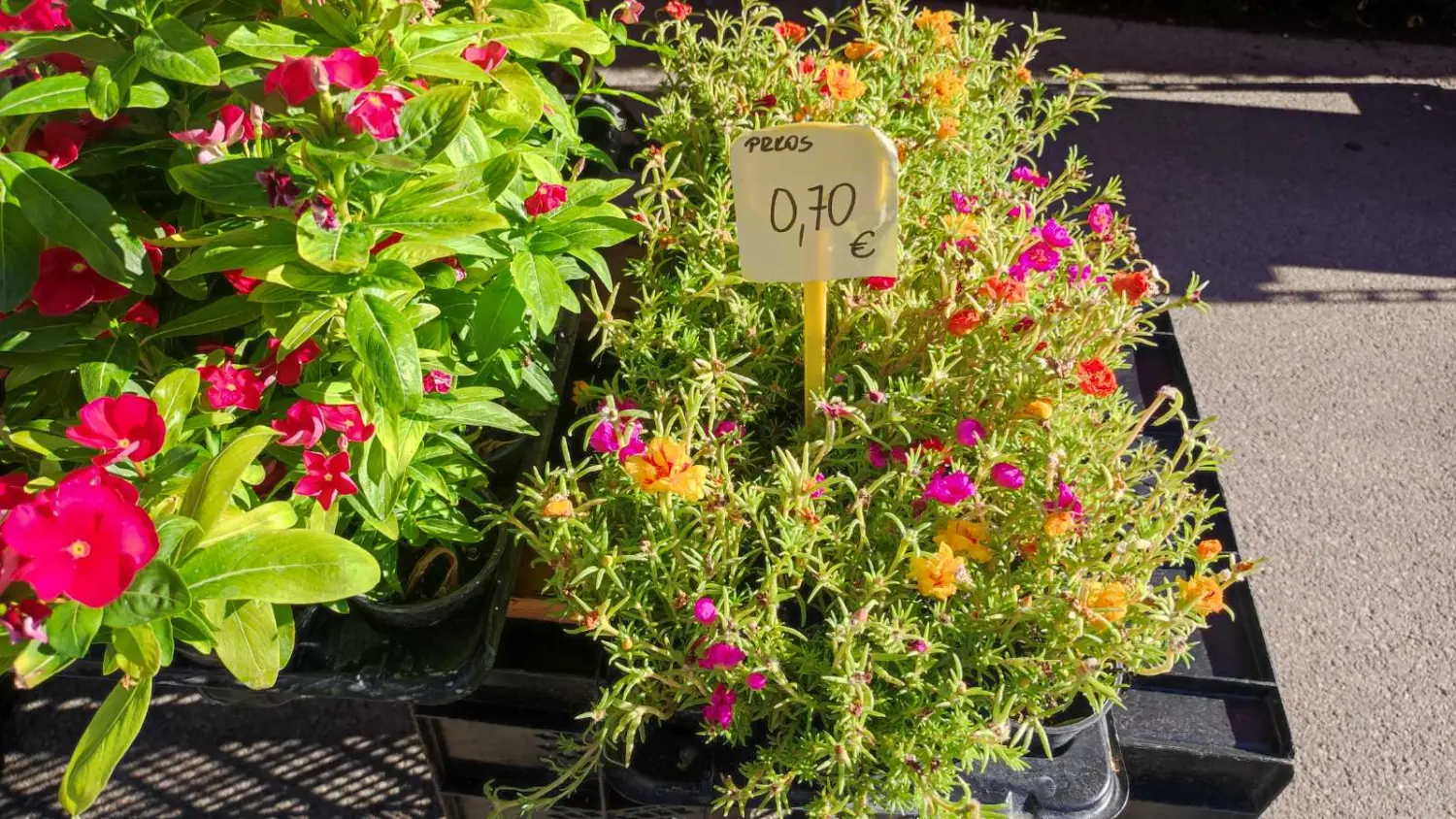 preloška tržnica 10.8 (20)