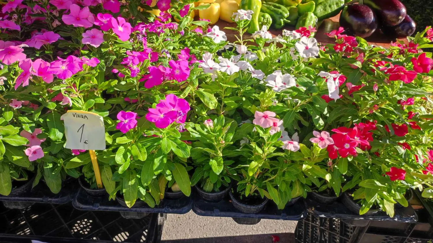 preloška tržnica 10.8 (23)