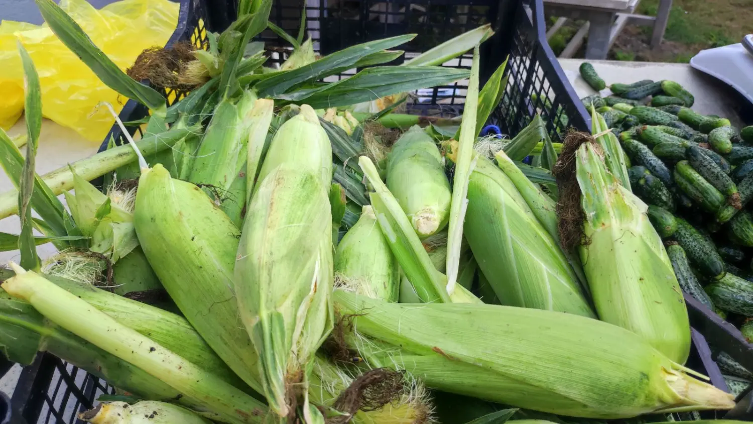 preloška tržnica 10.8 (26)