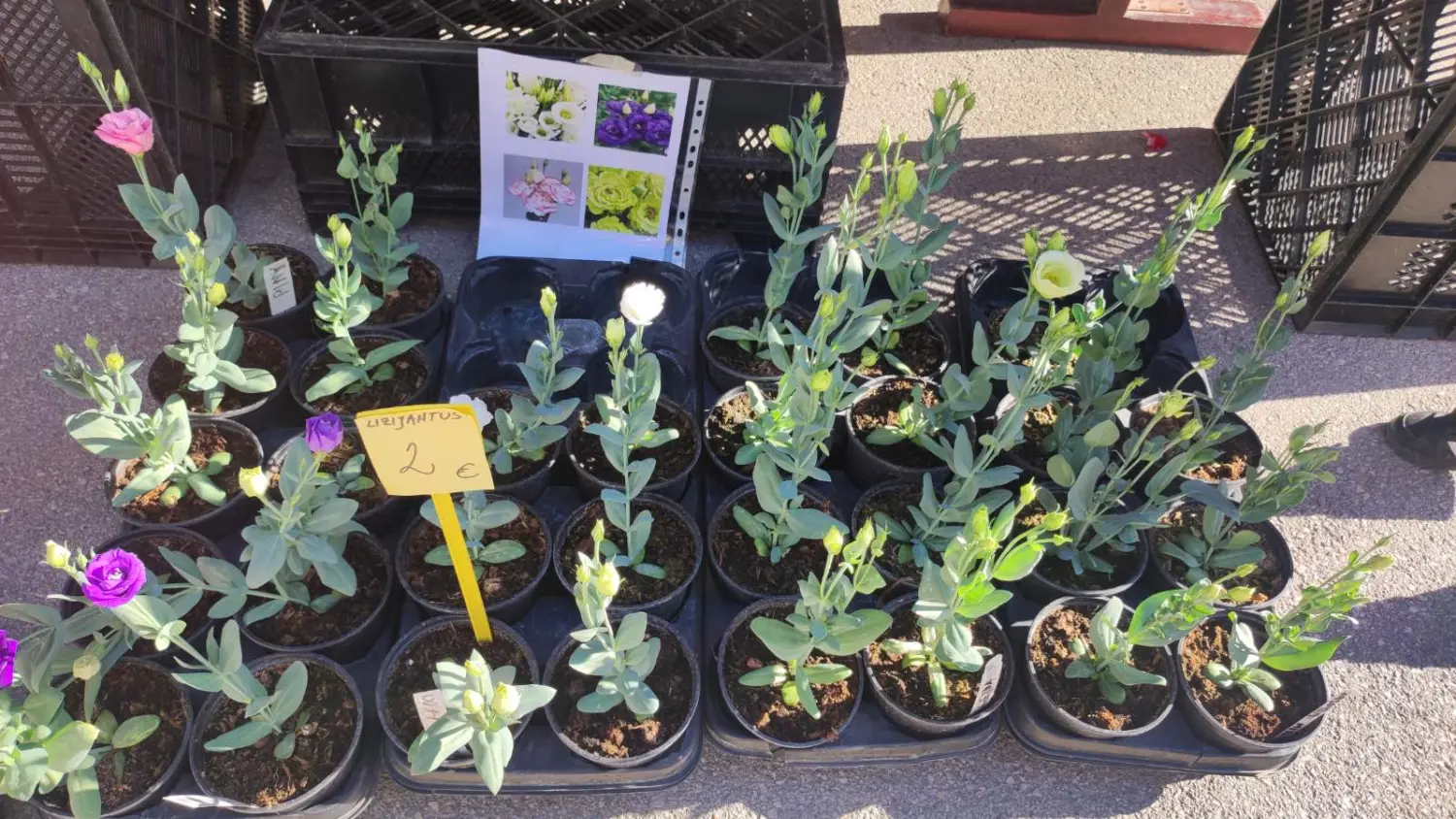 preloška tržnica 10.8 (31)