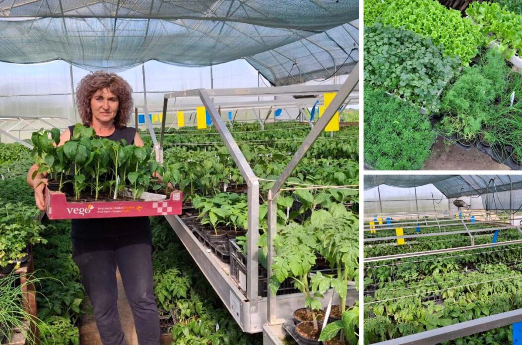 presadnice opg bistrović sonja